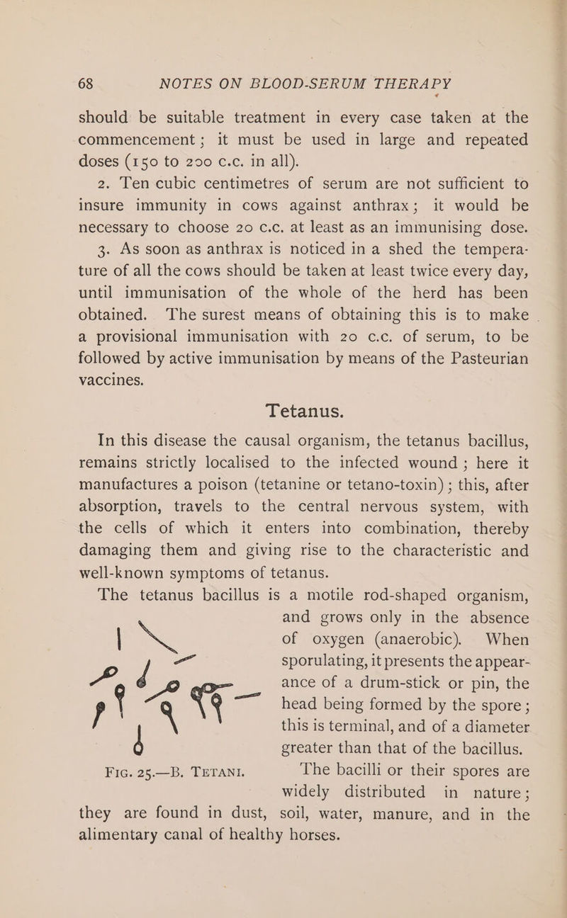 should be suitable treatment in every case taken at the commencement ; it must be used in large and repeated doses (150 to 200 c.c. in all). 2. Ten cubic centimetres of serum are not sufficient to insure immunity in cows against anthrax; it would be necessary to choose 20 c.c. at least as an immunising dose. 3. As soon as anthrax is noticed in a shed the tempera- ture of all the cows should be taken at least twice every day, until immunisation of the whole of the herd has been obtained. The surest means of obtaining this is to make | a provisional immunisation with 20 c.c. of serum, to be followed by active immunisation by means of the Pasteurian vaccines. Tetanus. In this disease the causal organism, the tetanus bacillus, remains strictly localised to the infected wound ; here it manufactures a poison (tetanine or tetano-toxin) ; this, after absorption, travels to the central nervous system, with the cells of which it enters into combination, thereby damaging them and giving rise to the characteristic and well-known symptoms of tetanus. The tetanus bacillus is a motile rod-shaped organism, and grows only in the absence | MS of oxygen (anaerobic). When a sporulating, it presents the appear- to ance of a drum-stick or pin, the f , q o&gt; head being formed by the spore; this is terminal, and of a diameter | greater than that of the bacillus. Fic. 25.—B. TETANI The bacilli or their spores are widely distributed in nature; they are found in dust, soil, water, manure, and in the alimentary canal of healthy horses.