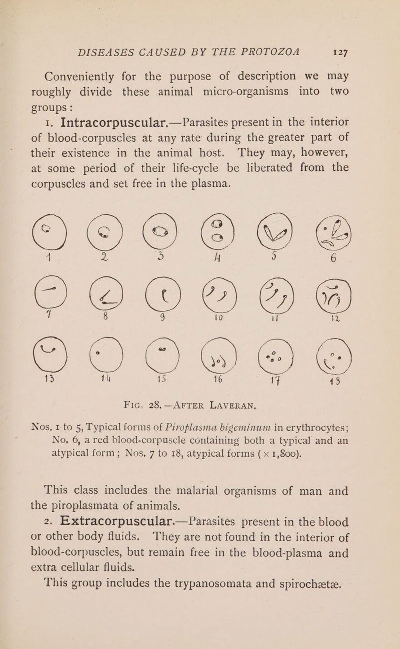 Conveniently for the purpose of description we may roughly divide these animal micro-organisms into two groups: 1. Intracorpuscular.—Parasites present in the interior of blood-corpuscles at any rate during the greater part of their existence in the animal host. They may, however, at some period of their life-cycle be liberated from the corpuscles and set free in the plasma. YAeQAUYE { y 3 4 ae a, a) OOO®%) ®® 1 8 0) ro i] ry 43 4 15 Tey Ce! sie 43 Fic; 28.—AFTER LAVERAN. Nos, 1 to 5, Typical forms of Piroplasma bigeminum in erythrocytes; No, 6, a red blood-corpuscle containing both a typical and an atypical form; Nos. 7 to 18, atypical forms ( x 1,800). This class includes the malarial organisms of man and the piroplasmata of animals. 2. Extracorpuscular.—Parasites present in the blood or other body fluids. They are not found in the interior of blood-corpuscles, but remain free in the blood-plasma and extra cellular fluids. This group includes the trypanosomata and spirochete.