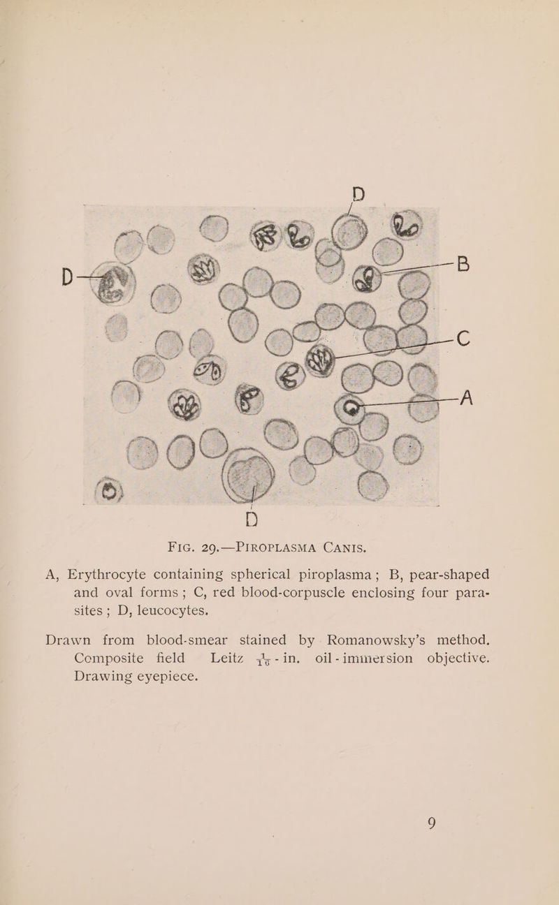 A, Erythrocyte containing spherical piroplasma; B, pear-shaped and oval forms; C, red blood-corpuscle enclosing four para- sites ; D, leucocytes. Drawn from blood-smear stained by Romanowsky’s method, Composite field Leitz 7,;-in. oil-immersion objective. Drawing eyepiece.