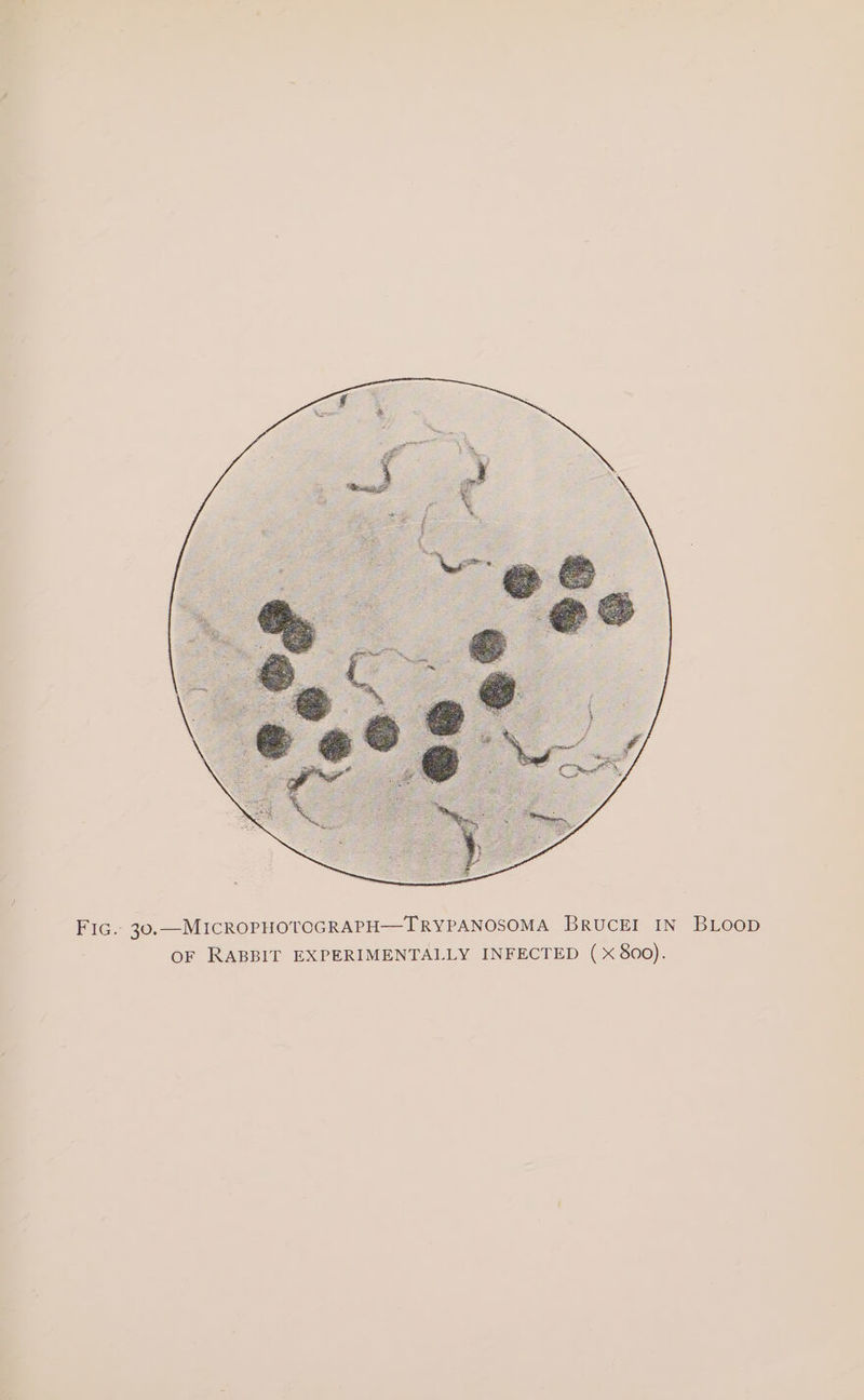 FIG.- 30. —MICROPHOTOGRAPH—TRYPANOSOMA BRUCEI IN BLOOD OF RABBIT EXPERIMENTALLY INFECTED (x 800).