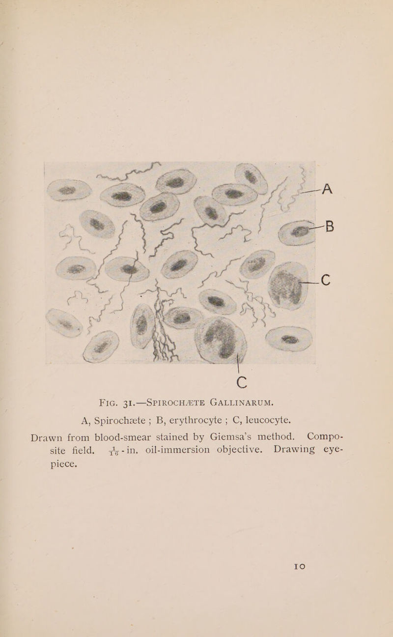 Drawn from blood-smear stained by Giemsa’s method. Compo- site field. -+4,-in. oil-immersion objective. Drawing eye- piece. Io