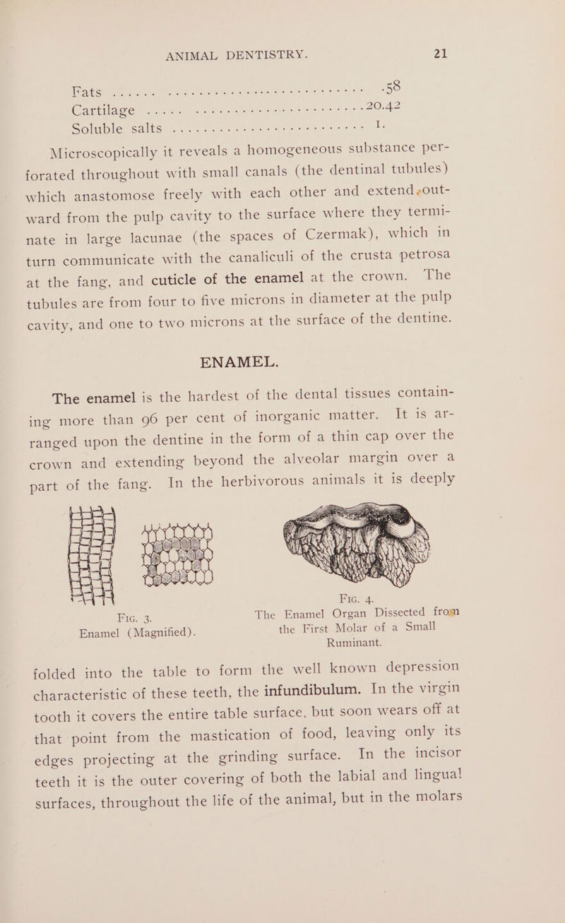 om We igs te de ee ee ee ae 58 Catlcwa eo are er eee ce te Oe Srila Salis. 5 na Mess ore te eae ee ee 8S T: Microscopically it reveals a homogeneous substance per- forated throughout with small canals (the dentinal tubules) which anastomose freely with each other and extend ,out- ward from the pulp cavity to the surface where they termi- nate in large lacunae (the spaces of Czermak), which in turn communicate with the canaliculi of the crusta petrosa at the fang, and cuticle of the enamel at the crown. The tubules are from four to five microns in diameter at the pulp cavity, and one to two microns at the surface of the dentine. ENAMEL. The enamel is the hardest of the dental tissues contain- ing more than 96 per cent of inorganic matter, It 1s ar- ranged upon the dentine in the form of a thin cap over the crown and extending beyond the alveolar margin over a part of the fang. In the herbivorous animals it is deeply WX iF ih A RNY LN aT meld. BON VOOR ANS RID SALA Fic. 4. Fae. 3: The Enamel Organ Dissected from Enamel (Magnified). the First Molar of a Small Ruminant. folded into the table to form the well known depression characteristic of these teeth, the infundibulum. In the virgin tooth it covers the entire table surface, but soon wears off at that point from the mastication of food, leaving only its edges projecting at the grinding surface. In the incisor teeth it is the outer covering of both the labial and lingual surfaces, throughout the life of the animal, but in the molars