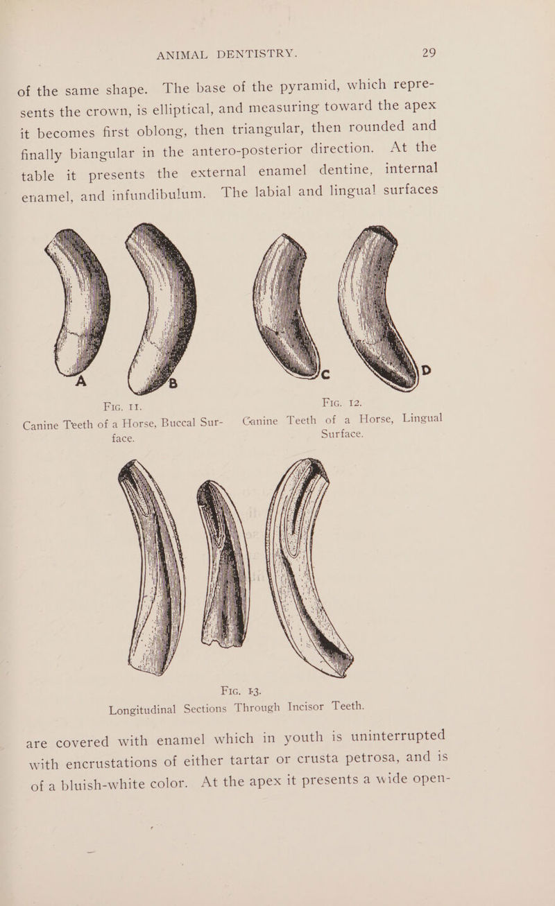 of the same shape. The base of the pyramid, which repre- sents the crown, is elliptical, and measuring toward the apex ‘t becomes first oblong, then triangular, then rounded and finally biangular in the antero-posterior direction. At the table it presents the external enamel dentine, internal enamel, and infundibulum. The labial and lingual surfaces hh | i! } qi y Cc . Fic. Tf. Fic:, 12. Canine Teeth of a Horse, Buccal Sur- Canine Teeth of a Horse, Lingual face. Surface. Longitudinal Sections Through Incisor Teeth. are covered with enamel which in youth 1s uninterrupted with encrustations of either tartar or crusta petrosa, and is of a bluish-white color. At the apex it presents a wide open-