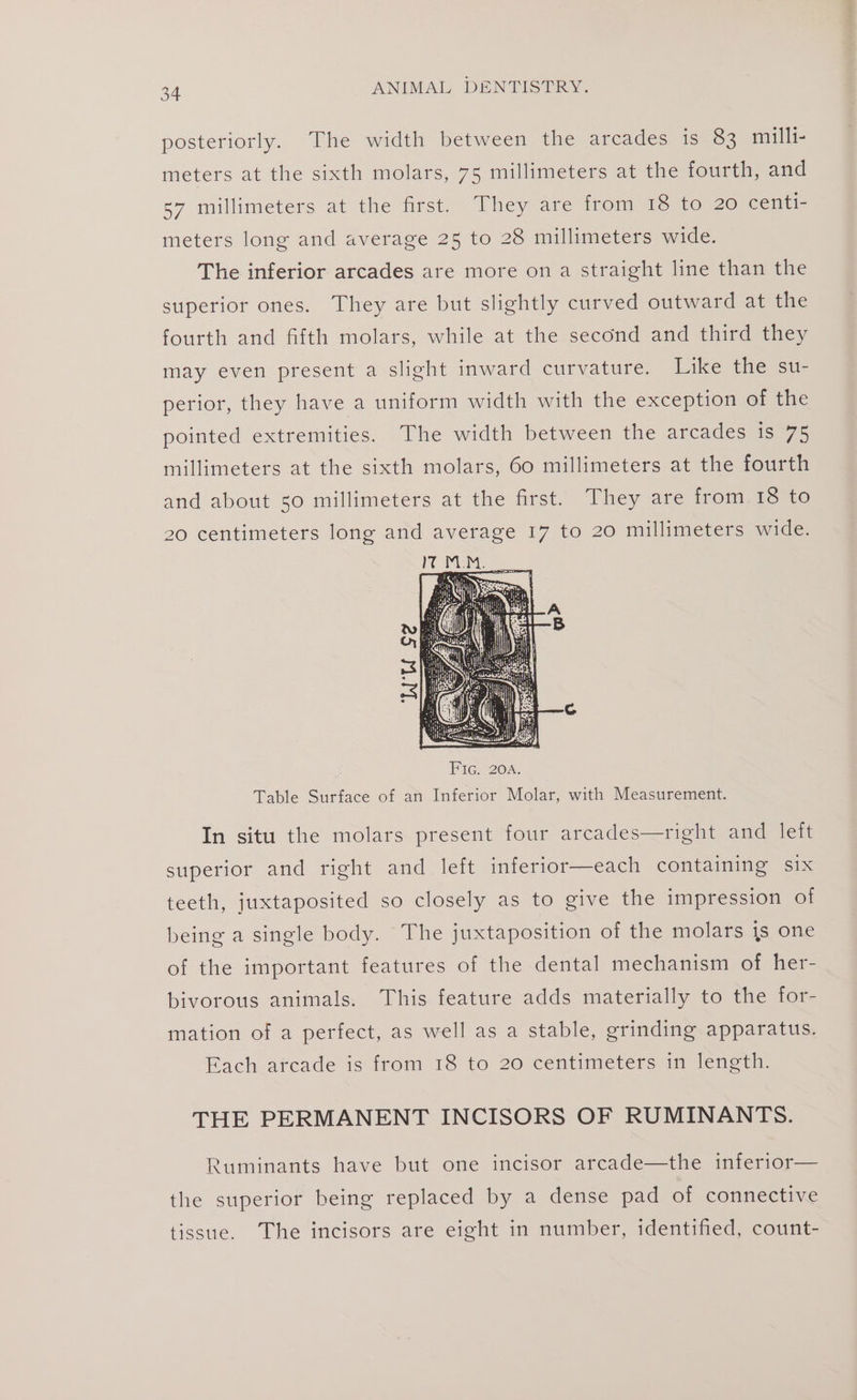 posteriorly. The width between the arcades is 83 milli- meters at the sixth molars, 75 millimeters at the fourth, and 57 millimeters at the first. They are from 18 to 20 centi- meters long and average 25 to 28 millimeters wide. The inferior arcades are more on a straight line than the superior ones. They are but slightly curved outward at the fourth and fifth molars, while at the second and third they may even present a slight inward curvature. Like the su- perior, they have a uniform width with the exception of the pointed extremities. The width between the arcades is 75 millimeters at the sixth molars, 60 millimeters at the fourth and about 50 millimeters at the first. They are from 18 to 20 centimeters long and average 17 to 20 millimeters wide. Table Surface of an Inferior Molar, with Measurement. In situ the molars present four arcades—right and left superior and right and left inferior—each containing six teeth, juxtaposited so closely as to give the impression of being a single body. The juxtaposition of the molars is one of the important features of the dental mechanism of her- bivorous animals. This feature adds materially to the for- mation of a perfect, as well as a stable, grinding apparatus. Each arcade is from 18 to 20 centimeters in length. THE PERMANENT INCISORS OF RUMINANTS. Ruminants have but one incisor arcade—the inferior— the superior being replaced by a dense pad of connective tissue. The incisors are eight in number, identified, count-