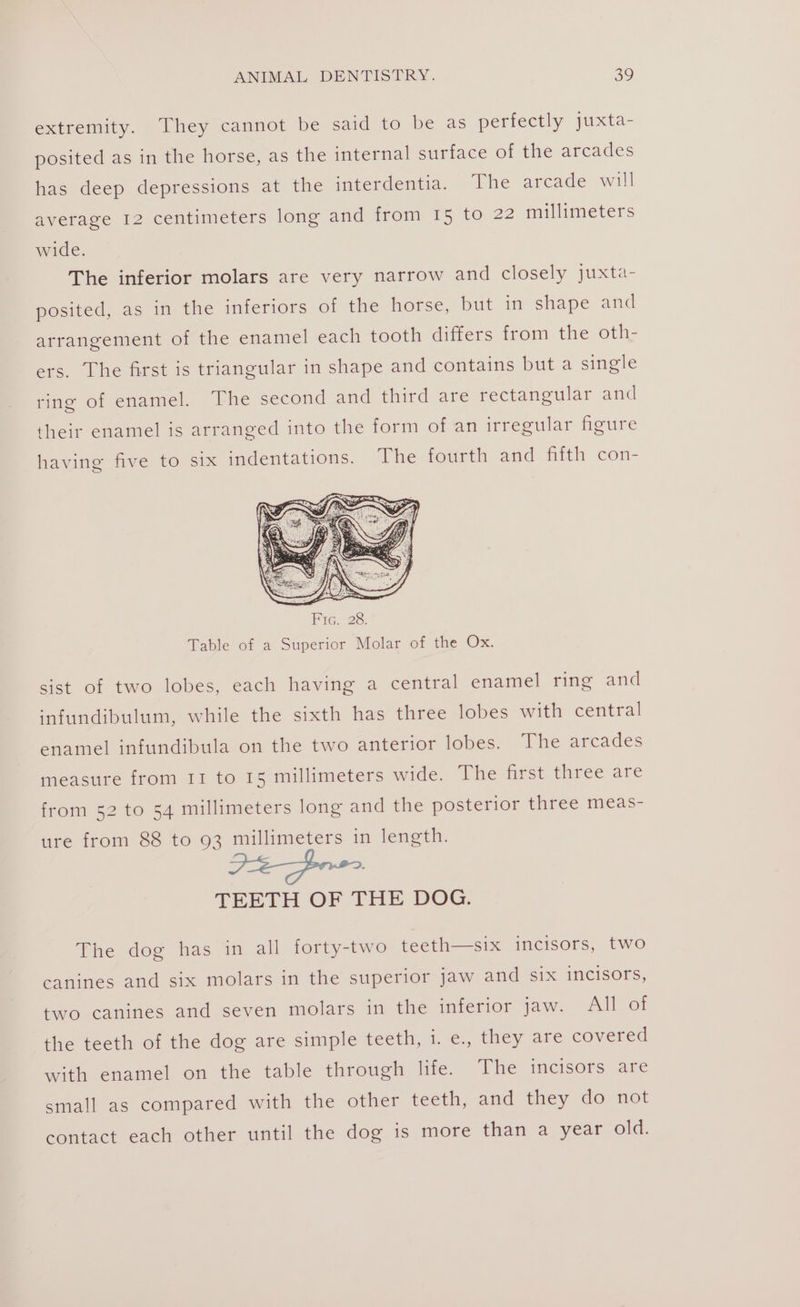 extremity. They cannot be said to be as perfectly juxta- posited as in the horse, as the internal surface of the arcades has deep depressions at the interdentia. The arcade will average 12 centimeters long and from 15 to 22 millimeters wide. The inferior molars are very narrow and closely juxta- posited, as in the inferiors of the horse, but in shape and arrangement of the enamel each tooth differs from the oth- ers. The first is triangular in shape and contains but a single ring of enamel. The second and third are rectangular and their enamel is arranged into the form of an irregular figure having five to six indentations. The fourth and fifth con- Table of a Superior Molar of the Ox. sist of two lobes, each having a central enamel ring and infundibulum, while the sixth has three lobes with central enamel infundibula on the two anterior lobes. The arcades measure from 11 to 15 millimeters wide. The first three are from 52 to 54 millimeters long and the posterior three meas- ure from 88 to 93 millimeters in length. TEETH OF THE DOG. The dog has in all forty-two teeth—six incisors, two canines and six molars in the superior jaw and six incisors, two canines and seven molars in the inferior jaw. All of the teeth of the dog are simple teeth, 1. e., they are covered with enamel on the table through life. The incisors are small as compared with the other teeth, and they do not contact each other until the dog is more than a year old.