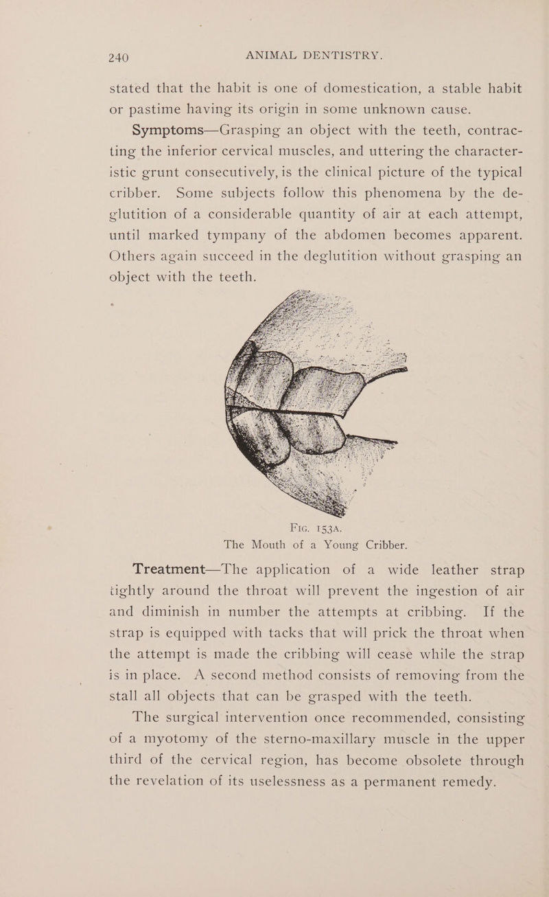 stated that the habit is one of domestication, a stable habit or pastime having its origin in some unknown cause. Symptoms—Grasping an object with the teeth, contrac- ting the inferior cervical muscles, and uttering the character- istic grunt consecutively, is the clinical picture of the typical cribber. Some subjects follow this phenomena by the de- glutition of a considerable quantity of air at each attempt, until marked tympany of the abdomen becomes apparent. Others again succeed in the deglutition without grasping an object with the teeth. Treatment—The application of a wide leather strap tightly around the throat will prevent the ingestion of air and diminish in number the attempts at cribbing. If the strap is equipped with tacks that will prick the throat when the attempt is made the cribbing will cease while the strap is in place. A second method consists of removing from the stall all objects that can be grasped with the teeth. The surgical intervention once recommended, consisting of a myotomy of the sterno-maxillary muscle in the upper third of the cervical region, has become obsolete through the revelation of its uselessness as a permanent remedy.