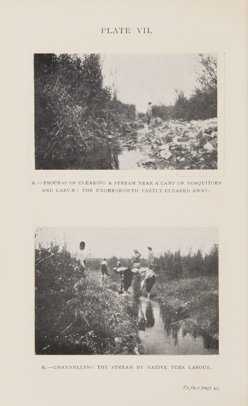 A,—PROCESS OF CLEARING A STREAM NEAR A CAMP OF MOSQUITOES AND LARVA: THE UNDERGROWTH PARTLY CLEARED AWAY.
