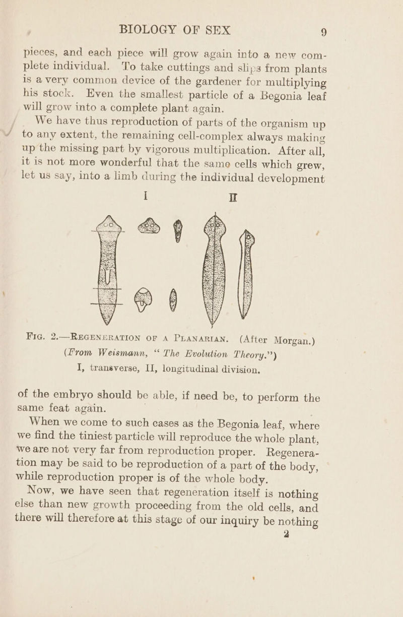 pieces, and each piece will grow again into a new com- plete individual. To take cuttings and slips from plants is avery common device of the gardener for multiplying his stock. Even the smallest particle of a Begonia leaf will grow into a complete plant again. , We have thus reproduction of parts of the organism up to any extent, the remaining cell-complex always making up the missing part by vigorous multiplication. After all, it is not more wonderful that the same cells which grew, let us say, into a limb during the individual development Fic. 2.—REGENERATION OF A PLANARIAN. (After Morgan.) (Prom Weismann, “‘ The Evolution Theory.’’) I, transverse, II, longitudinal division, of the embryo should be able, if need be, to perform the same feat again. ; | When we come to such cases as the Begonia leaf, where we find the tiniest particle will reproduce the whole plant, we are not very far from reproduction proper. Regenera- tion may be said to be reproduction of a part of the body, while reproduction proper is of the whole body. Now, we have seen that regeneration itself is nothing else than new growth proceeding from the old cells, and there will therefore at this stage of our inquiry be nothing 2