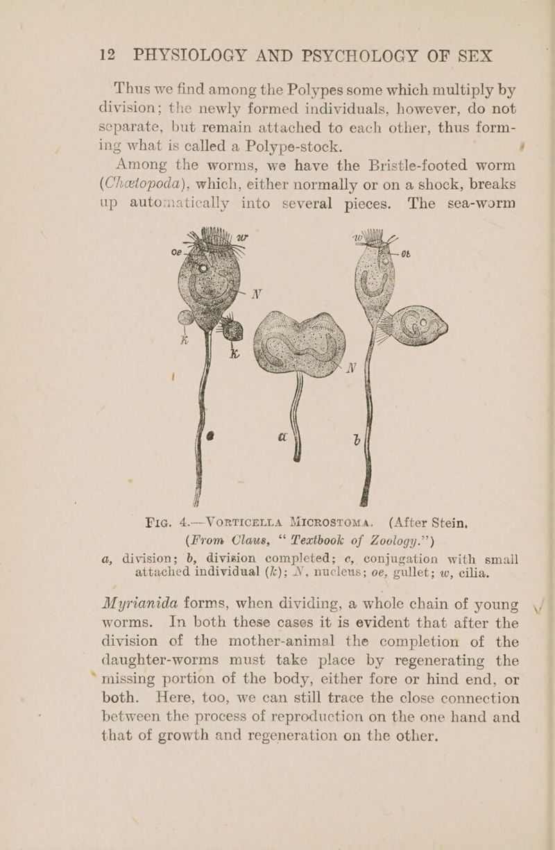 Thus we find among the Polypes some which multiply by division; the newly formed individuals, however, do not separate, but remain attached to each other, thus form- ing what is called a Polype-stock. Among the worms, we have the Bristle-footed worm (Chaelopoda), which, either normally or on a shock, breaks up automatically into several pieces. The sea-worm Fic. 4.—VorRTICELLA Microstoma. (After Stein, (From Claus, “ Textbook of Zoology.’’) a, division; b, division completed; ¢, conjugation with smail attached individual (k); WN, nucleus; oe, gullet; w, cilia. Myrianida forms, when dividing, a whole chain of young worms. In both these cases it is evident that after the division of the mother-animal the completion of the daughter-worms must take place by regenerating the * missing portion of the body, either fore or hind end, or both. Here, too, we can still trace the close connection between the process of reproduction on the one hand and that of growth and regeneration on the other. VV