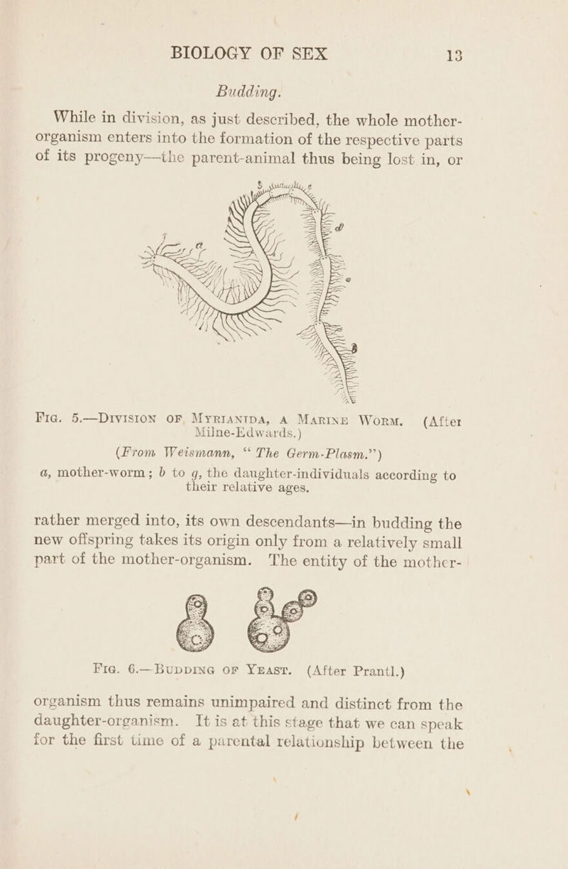 Budding. While in division, as just described, the whole mother- organism enters into the formation of the respective parts of its progeny—the parent-animal thus being lost in, or Fic. 5.—DrIvision oF, Myrrantpa, A Marine Worm. (After Miulne-Edwards. ) (From Weismann, “ The Germ-Plasm.’’) a, mother-worm; b to g, the daughter-individuals according to their relative ages. rather merged into, its own descendants—in budding the new offspring takes its origin only from a relatively small part of the mother-organism. The entity of the mother- Fie. 6.—Buppine or Yeast. (After Prantl.) organism thus remains unimpaired and distinct from the daughter-organism. It is at this stage that we can speak ior the first time of a parental relationship between the