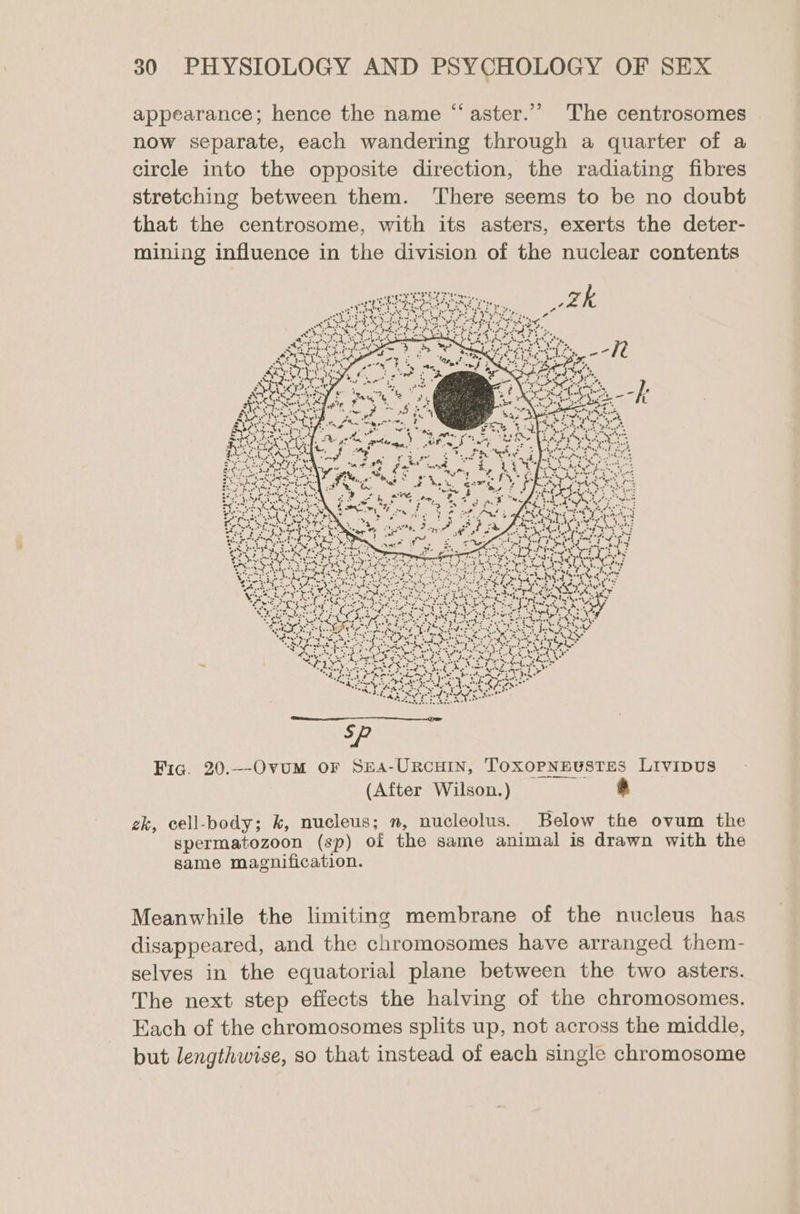 ¢ appearance; hence the name “aster.’’ The centrosomes now separate, each wandering through a quarter of a circle into the opposite direction, the radiating fibres stretching between them. There seems to be no doubt that the centrosome, with its asters, exerts the deter- mining influence in the division of the nuclear contents Fic. 20.--Ovum oF Sea-UrcHIN, Toxopneustes Livipus (After Wilson.) &amp; ek, cell-body; k, nucleus; n, nucleolus. Below the ovum the spermatozoon (sp) of the same animal is drawn with the same magnification. Meanwhile the limiting membrane of the nucleus has disappeared, and the chromosomes have arranged them- selves in the equatorial plane between the two asters. The next step effects the halving of the chromosomes. Each of the chromosomes splits up, not across the middle, but lengthwise, so that instead of each single chromosome