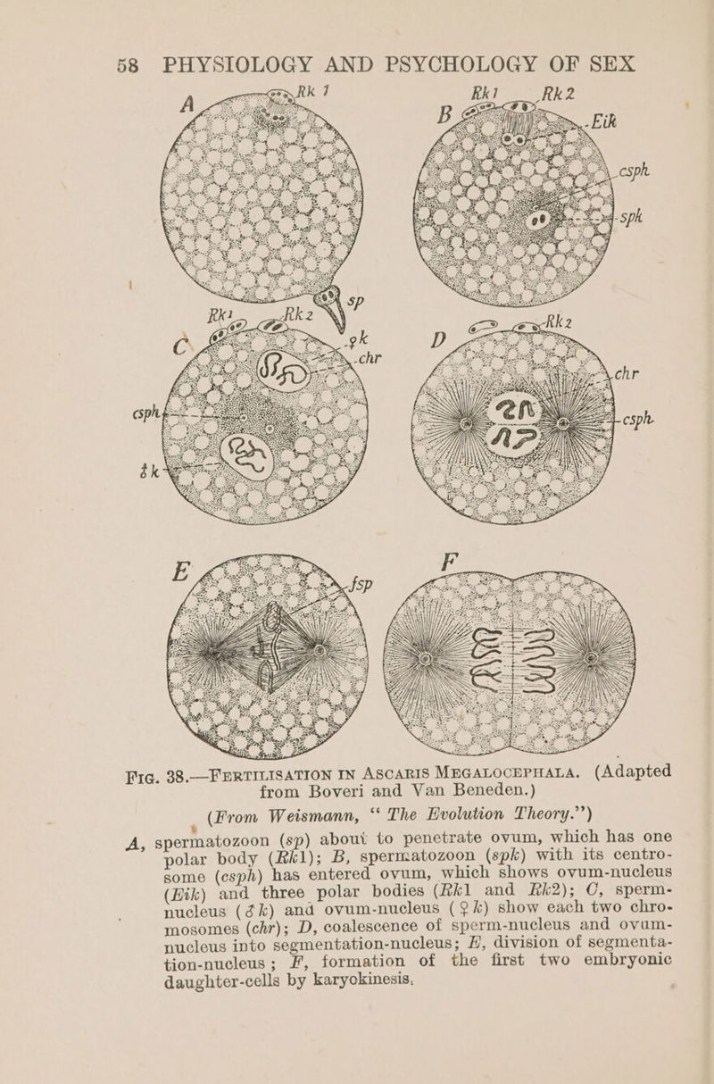 LISATION IN ASCARIS MEGALOCEPHALA. (Adapted from Boveri and Van Beneden.) (From Weismann, ‘‘ The Evolution Theory.”’) ® A, spermatozoon (sp) about to penetrate ovum, which has one polar body (Kk1); B, spermatozoon (spk) with its centro- some (csph) has entered ovum, which shows ovum-nucleus (Hik) and three polar bodies (Rk1 and &amp;k2); CO, sperm- nucleus (¢k) and ovum-nucleus (9k) show each two chro- mosomes (chr); D, coalescence of sperm-nucleus and ovuam- nucleus into segmentation-nucleus; H, division of segmenta- tion-nucleus; F, formation of the first two embryonic daughter-cells by karyokinesis.