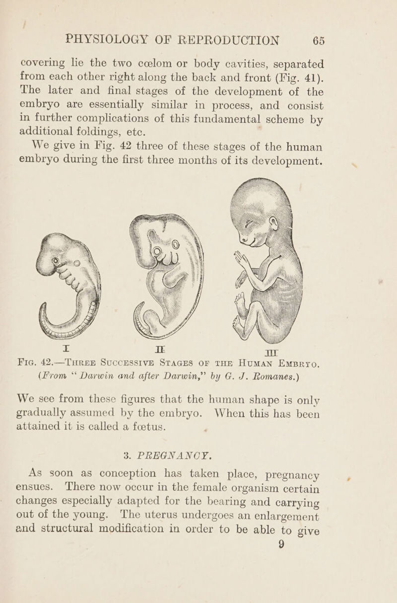 covering lie the two celom or body cavities, separated from each other right along the back and front (Fig. 41). The later and final stages of the development of the embryo are essentially similar in process, and consist in further complications of this fundamental scheme by additional foldings, etc. We give in Fig. 42 three of these stages of the human embryo during the first three months of its development. Wyld (i aw \ (WN ‘ie \\\\ \X\i li - Fic. 42.—THREE SUCCESSIVE STAGES OF THE HumMAN EmpBryo. (From ** Darwin and after Darwin,” by G. J. Romanes.) We see from these figures that the human shape is only gradually assumed by the embryo. When this has been attained it is called a foetus. 3. PREGNANOY. As soon as conception has taken place, pregnancy ensues. There now occur in the female organism certain changes especially adapted for the bearing and carrying out of the young. The uterus undergoes an enlargement and structural modification in order to be able to give 9