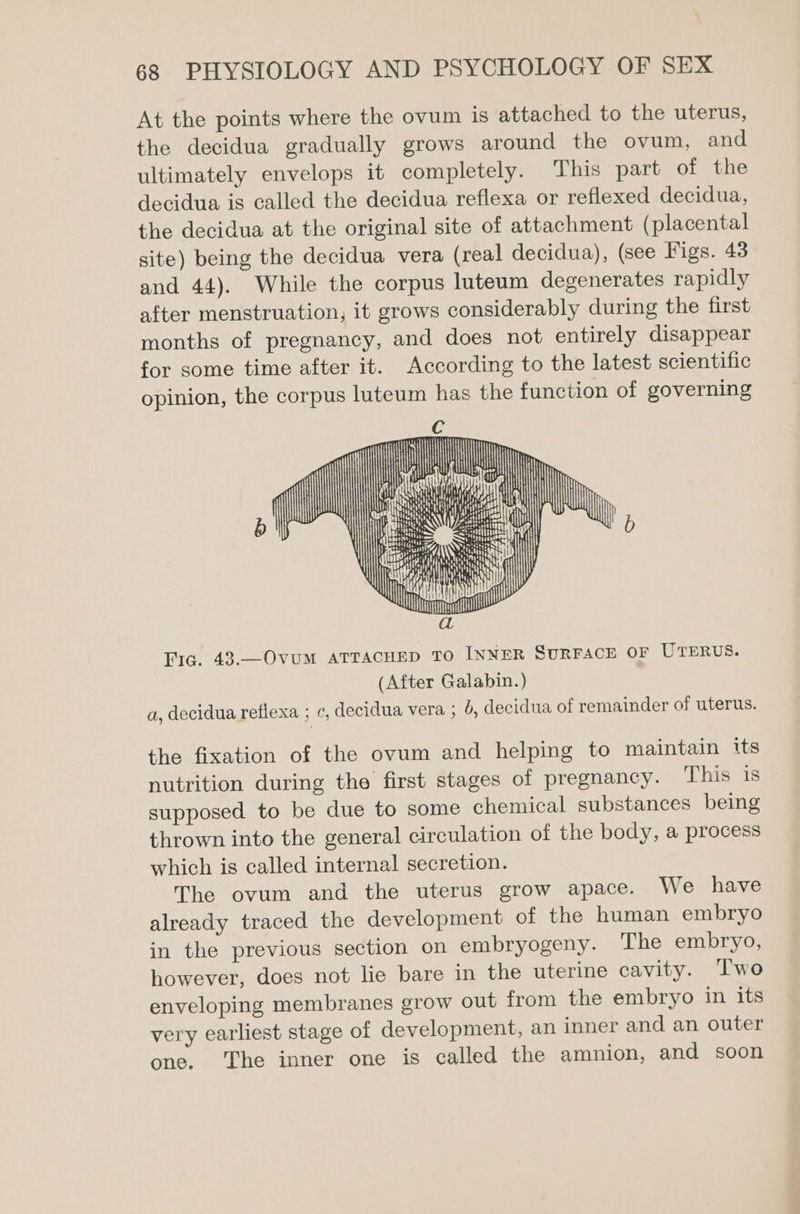 At the points where the ovum is attached to the uterus, the decidua gradually grows around the ovum, and ultimately envelops it completely. This part of the decidua is called the decidua reflexa or reflexed decidua, the decidua at the original site of attachment (placental site) being the decidua vera (real decidua), (see Figs. 43 and 44). While the corpus luteum degenerates rapidly after menstruation, it grows considerably during the first months of pregnancy, and does not entirely disappear for some time after it. According to the latest scientific opinion, the corpus luteum has the function of governing : — | etl Soa eo H f agaiz®, BBL ye the Chika ri Fic. 43.—Ovum ATTACHED TO INNER SURFACE OF UTERUS. (After Galabin.) a, decidua reflexa ; c, decidua vera ; 6, decidua of remainder of uterus. the fixation of the ovum and helping to maintain tts nutrition during the first stages of pregnancy. This is supposed to be due to some chemical substances being thrown into the general circulation of the body, a process which is called internal secretion. The ovum and the uterus grow apace. We have already traced the development of the human embryo in the previous section on embryogeny. The embryo, however, does not lie bare in the uterine cavity. Two enveloping membranes grow out from the embryo in its very earliest stage of development, an inner and an outer one. The inner one is called the amnion, and soon