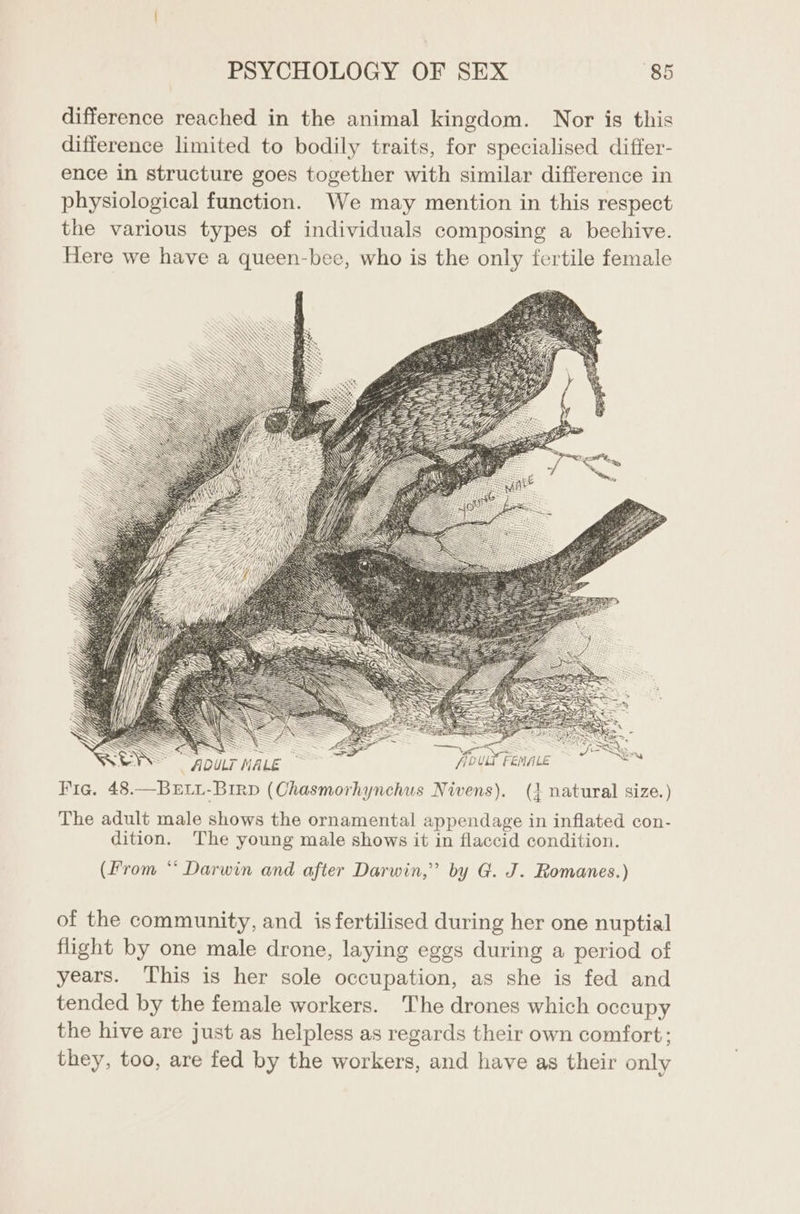 difference reached in the animal kingdom. Nor is this difference limited to bodily traits, for specialised differ- ence in structure goes together with similar difference in physiological function. We may mention in this respect the various types of individuals composing a beehive. Here we have a queen-bee, who is the only fertile female “ADULT MA LE i — DULY FEMALE Fig. 48.—BrEti-Birp (Chasmorhynchus Nivens). (} natural size.) The adult male shows the ornamental appendage in inflated con- dition. The young male shows it in flaccid condition. (Prom “ Darwin and after Darwin,’ by G. J. Romanes.) of the community, and is fertilised during her one nuptial flight by one male drone, laying eggs during a period of years. This is her sole occupation, as she is fed and tended by the female workers. The drones which occupy the hive are just as helpless as regards their own comfort; they, too, are fed by the workers, and have as their only