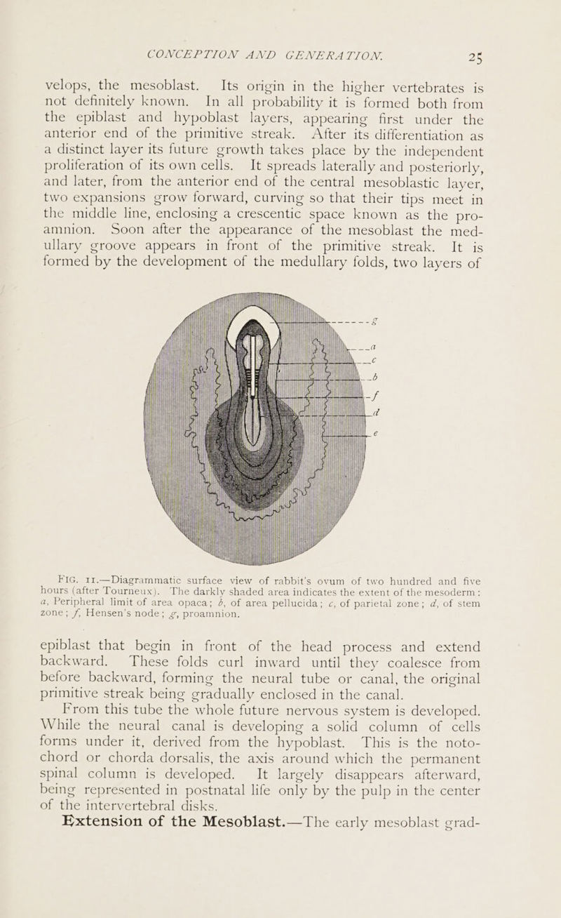 velops, the mesoblast. Its origin in the higher vertebrates is not definitely known. In all probability it is formed both from the epiblast and hypoblast layers, appearing first under the anterior end of the primitive streak. After its differentiation as a distinct layer its future growth takes place by the independent proliferation of its own cells. It spreads laterally and posteriorly, and later, from the anterior end of the central mesoblastic layer, two expansions grow forward, curving so that their tips meet in the middle line, enclosing a crescentic space known as the pro- amnion. Soon after the appearance of the mesoblast the med- ullary groove appears in front of the primitive streak. It is formed by the development of the medullary folds, two layers of an ) ~ g y | ‘Ne g : &gt; oy ! : ene i a t 7 | e wh i FIG, 11.—Diagrammatic surface view of rabbit's ovum of two hundred and five hours (after Tourneux). The darkly shaded area indicates the extent of the mesoderm: a, Peripheral limit of area opaca; 4, of area pellucida; c, of parietal zone; d, of stem zone; /, Hensen’s node; 2, proamnion. Xl | epiblast that begin in front of the head process and extend backward. These folds curl inward until they coalesce from before backward, forming the neural tube or canal, the original primitive streak being gradually enclosed in the canal. From this tube the whole future nervous system is developed. While the neural canal is developing a solid column of cells forms under it, derived from the hypoblast. This is the noto- chord or chorda dorsalis, the axis around which the permanent spinal column is developed. It largely disappears afterward, being represented in postnatal life only by the pulp in the center of the intervertebral disks. Extension of the Mesoblast.—The early mesoblast grad-