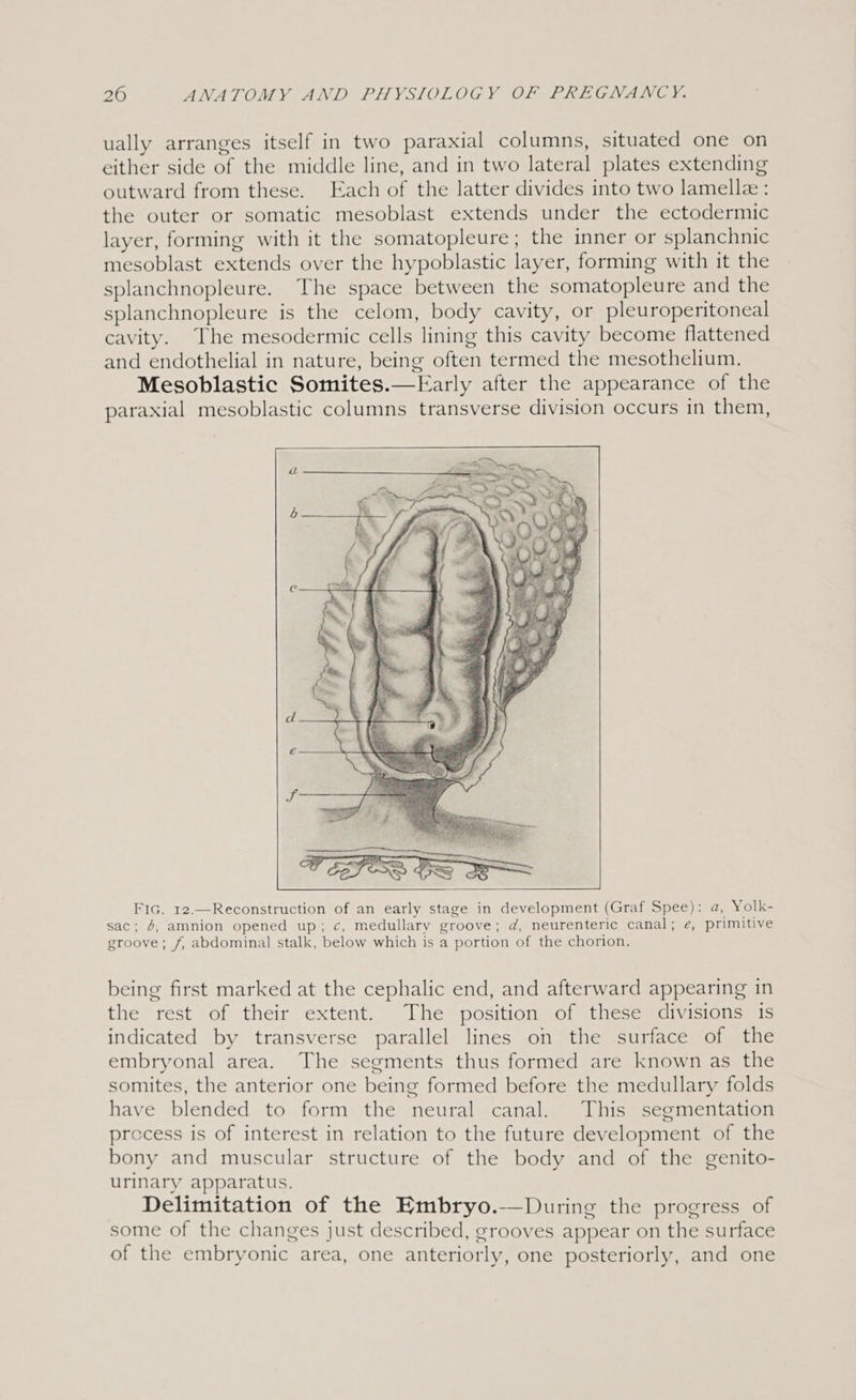 ually arranges itself in two paraxial columns, situated one on either side of the middle line, and in two lateral plates extending outward from these. Each of the latter divides into two lamelle : the outer or somatic mesoblast extends under the ectodermic layer, forming with it the somatopleure; the inner or splanchnic mesoblast extends over the hypoblastic layer, forming with it the splanchnopleure. The space between the somatopleure and the splanchnopleure is the celom, body cavity, or pleuroperitoneal cavity. The mesodermic cells lining this cavity become flattened and endothelial in nature, being often termed the mesothelium. Mesoblastic Somites.—Early after the appearance of the paraxial mesoblastic columns transverse division occurs in them, FIG. 12.—Reconstruction of an early stage in development (Graf Spee): a, Yolk- sac; 6, amnion opened up; c, medullary groove; d, neurenteric canal; e, primitive groove; f, abdominal stalk, below which is a portion of the chorion. being first marked at the cephalic end, and afterward appearing in the rest of their extent. The position of these divisions is indicated by transverse parallel lines on the surface of the embryonal area. The segments thus formed are known as the somites, the anterior one being formed before the medullary folds have blended to form the neural canal. This segmentation precess is of interest in relation to the future development of the bony and muscular structure of the body and of the genito- urinary apparatus. Delimitation of the Embryo.—During the progress of some of the changes just described, grooves appear on the surface of the embryonic area, one anteriorly, one posteriorly, and one