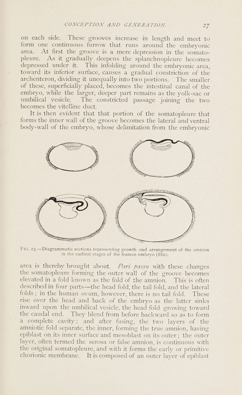 on each side. These grooves increase in length and meet to form one continuous furrow that runs around the embryonic area. At first the groove is a mere depression in the somato- pleure. As it gradually deepens the splanchnopleure becomes depressed under it. This infolding around the embryonic area, toward its inferior surface, causes a gradual constriction of the archenteron, dividing it unequally into two portions. The smaller of these, superficially placed, becomes the intestinal canal of the embryo, while the larger, deeper part remains as the yolk-sac or umbilical vesicle. The constricted passage joining the two becomes the vitelline duct. It is then evident that that portion of the somatopleure that forms the inner wall of the groove becomes the lateral and ventral body-wall of the embryo, whose delimitation from the embryonic yy SIMI AY FIG. 13.—Diagrammatic sections representing growth and arrangement of the amnion in the earliest stages of the human embryo (His). area is thereby brought about. Par? passu with these changes the somatopleure forming the outer wall of the groove becomes elevated in a fold known as the fold of the amnion. This is often described in four parts—the head fold, the tail fold, and the lateral folds ; in the human ovum, however, there is no tail fold. These rise over the head and back of the embryo as the latter sinks inward upon the umbilical vesicle, the head fold growing toward the caudal end. They blend from before backward so as to form a complete cavity; and after fusing, the two layers of the amniotic fold separate, the inner, forming the true amnion, having epiblast on its inner surface and mesoblast on its outer; the outer layer, often termed the serosa or false amnion, is continuous with the original somatopleure, and with it forms the early or primitive chorionic membrane. It is composed of an outer layer of epiblast