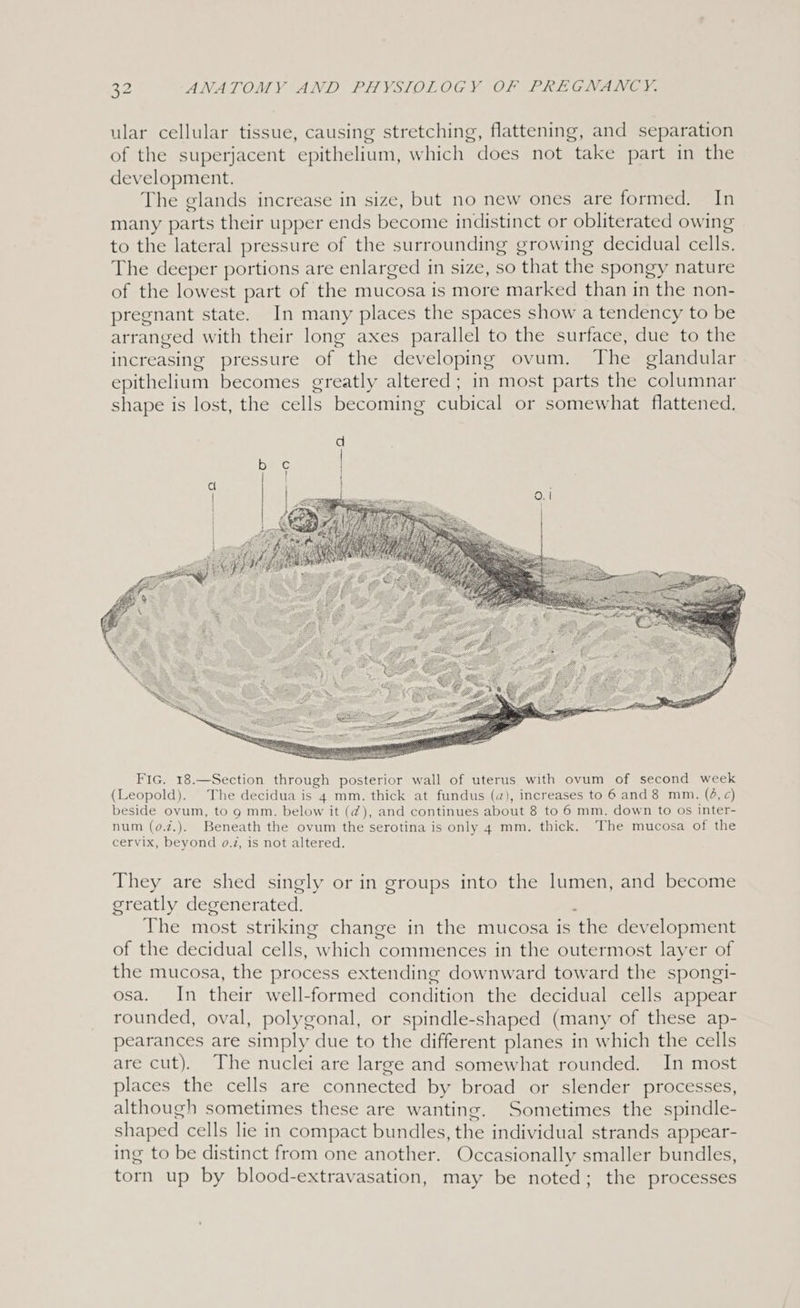 ular cellular tissue, causing stretching, flattening, and separation of the superjacent epithelium, which does not take part in the development. The glands increase in size, but no new ones are formed. In many parts their upper ends become indistinct or obliterated owing to the lateral pressure of the surrounding growing decidual cells. The deeper portions are enlarged in size, so that the spongy nature of the lowest part of the mucosa is more marked than in the non- pregnant state. In many places the spaces show a tendency to be arranged with their long axes parallel to the surface, due to the increasing pressure of the developing ovum. The glandular epithelium becomes greatly altered; in most parts the columnar shape is lost, the cells becoming cubical or somewhat flattened. d They are shed singly or in groups into the lumen, and become greatly degenerated. : The most striking change in the mucosa is the development of the decidual cells, which commences in the outermost layer of the mucosa, the process extending downward toward the spongi- osa. In their well-formed condition the decidual cells appear rounded, oval, polygonal, or spindle-shaped (many of these ap- pearances are simply due to the different planes in which the cells are cut). The nuclei are large and somewhat rounded. In most places the cells are connected by broad or slender processes, although sometimes these are wanting. Sometimes the spindle- shaped cells lie in compact bundles, the individual strands appear- ing to be distinct from one another. Occasionally smaller bundles, torn up by blood-extravasation, may be noted; the processes