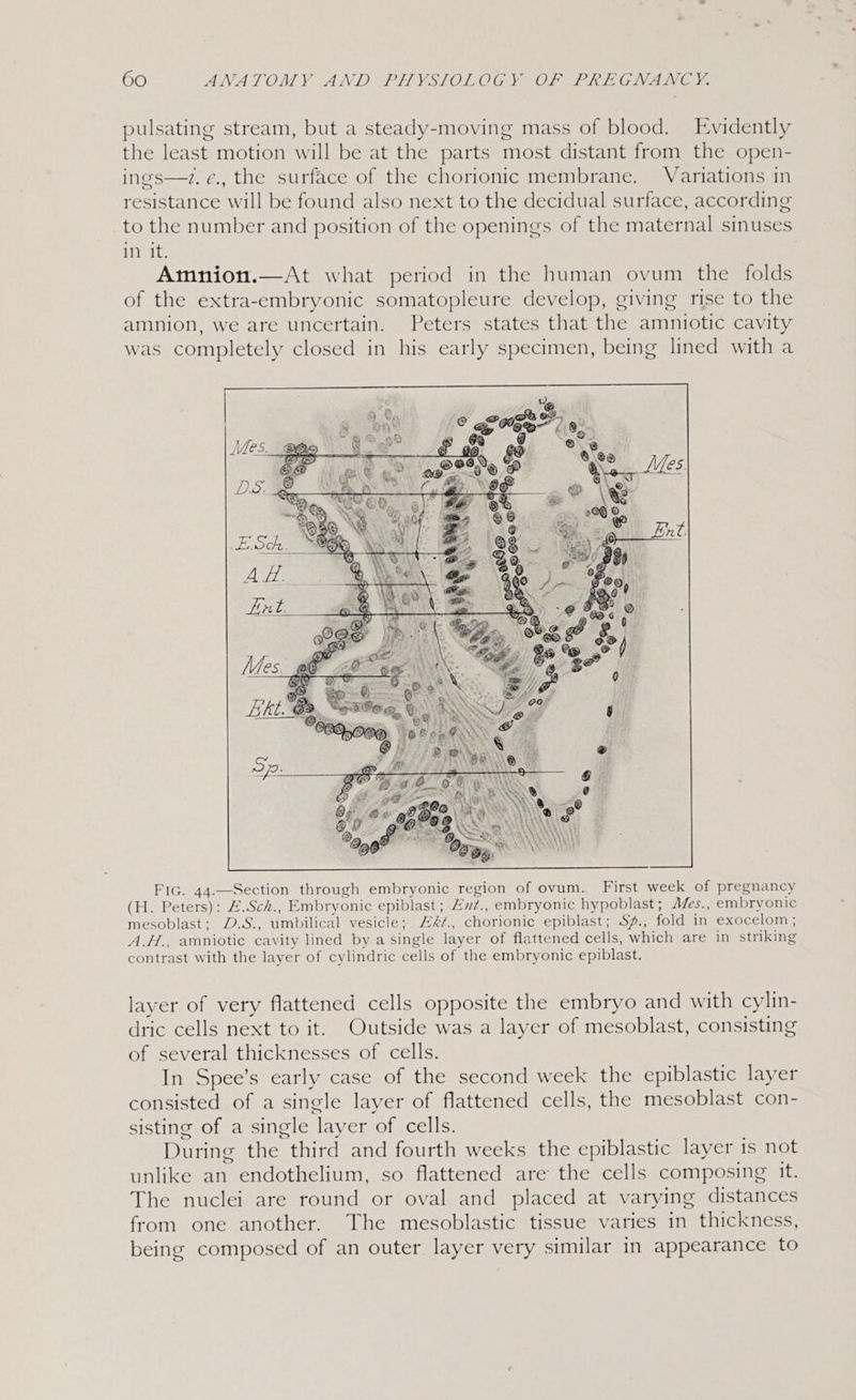 pulsating stream, but a steady-moving mass of blood. Evidently the least motion will be at the parts most distant from the open- ings—z. ¢., the surface of the chorionic membrane. Variations in resistance will be found also next to the decidual surface, according to the number and position of the openings of the maternal sinuses in it. Amnion.—At what period in the human ovum the folds of the extra-embryonic somatopleure develop, giving rise to the amnion, we are uncertain. Peters states that the amniotic cavity was completely closed in his early specimen, being lined with a FIG. 44.—Section through embryonic region of ovum. First week of pregnancy (H. Peters): £.Sch., Embryonic epiblast; £x¢., embryonic hypoblast; Mes., embryonic mesoblast; D.S., umbilical vesicle; &amp;¢., chorionic epiblast; S%., fold in exocelom ; A.H., amniotic cavity lined by a single layer of flattened cells, which are in striking contrast with the layer of cylindric cells of the embryonic epiblast. layer of very flattened cells opposite the embryo and with cylin- dric cells next to it. Outside was a layer of mesoblast, consisting of several thicknesses of cells. In Spee’s early case of the second week the epiblastic layer consisted of a single layer of flattened cells, the mesoblast con- sisting of a single layer of cells. During the third and fourth weeks the epiblastic layer is not unlike an endothelium, so flattened are the cells composing it. The nuclei are round or oval and placed at varying distances from one another. The mesoblastic tissue varies in thickness, being composed of an outer layer very similar in appearance to