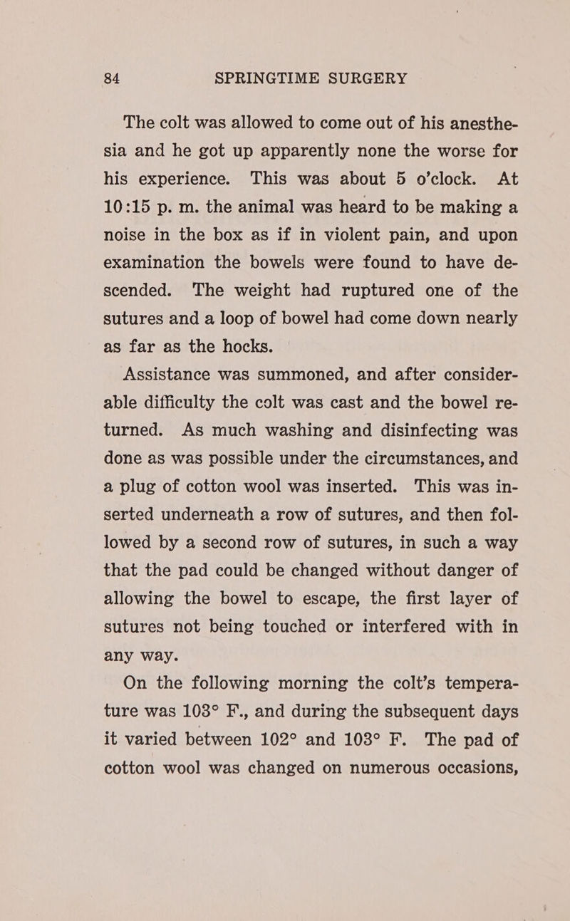 The colt was allowed to come out of his anesthe- sia and he got up apparently none the worse for his experience. This was about 5 o’clock. At 10:15 p. m. the animal was heard to be making a noise in the box as if in violent pain, and upon examination the bowels were found to have de- scended. The weight had ruptured one of the sutures and a loop of bowel had come down nearly as far as the hocks. Assistance was summoned, and after consider- able difficulty the colt was cast and the bowel re- turned. As much washing and disinfecting was done as was possible under the circumstances, and a plug of cotton wool was inserted. This was in- serted underneath a row of sutures, and then fol- lowed by a second row of sutures, in such a way that the pad could be changed without danger of allowing the bowel to escape, the first layer of sutures not being touched or interfered with in any way. On the following morning the colt’s tempera- ture was 103° F., and during the subsequent days it varied between 102° and 108° F. The pad of cotton wool was changed on numerous occasions,
