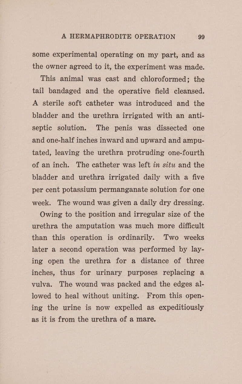 some experimental operating on my part, and as the owner agreed to it, the experiment was made. This animal was cast and chloroformed; the tail bandaged and the operative field cleansed. A sterile soft catheter was introduced and the bladder and the urethra irrigated with an anti- septic solution. The penis was dissected one and one-half inches inward and upward and ampu- tated, leaving the urethra protruding one-fourth of an inch. The catheter was left in situ and the bladder and urethra irrigated daily with a five per cent potassium permanganate solution for one week. The wound was given a daily dry dressing. Owing to the position and irregular size of the urethra the amputation was much more difficult than this operation is ordinarily. Two weeks later a second operation was performed by lay- ing open the urethra for a distance of three inches, thus for urinary purposes replacing a vulva. The wound was packed and the edges al- lowed to heal without uniting. From this open- ing the urine is now expelled as expeditiously as it is from the urethra of a mare.