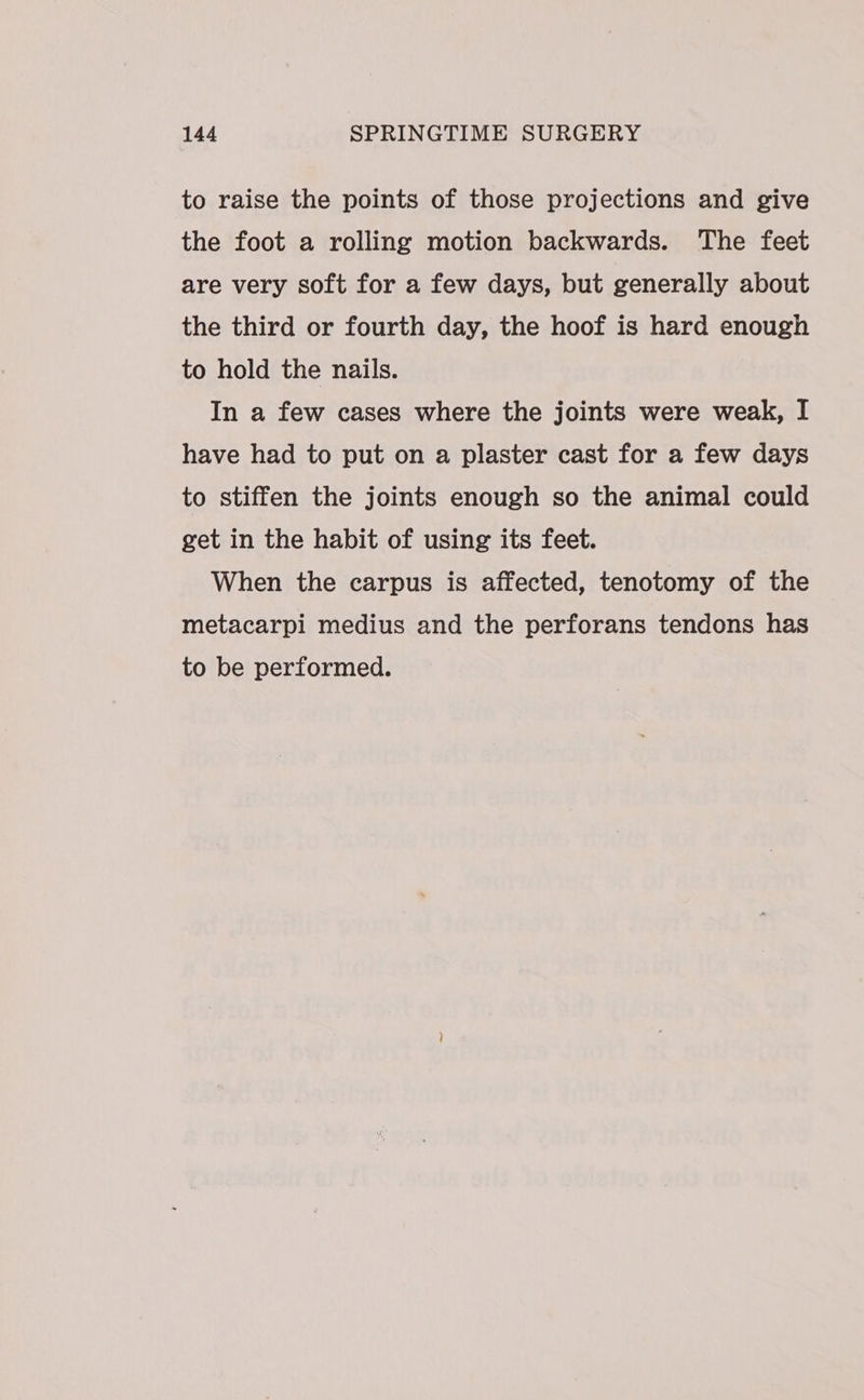to raise the points of those projections and give the foot a rolling motion backwards. The feet are very soft for a few days, but generally about the third or fourth day, the hoof is hard enough to hold the nails. In a few cases where the joints were weak, I have had to put on a plaster cast for a few days to stiffen the joints enough so the animal could get in the habit of using its feet. When the carpus is affected, tenotomy of the metacarpi medius and the perforans tendons has to be performed.