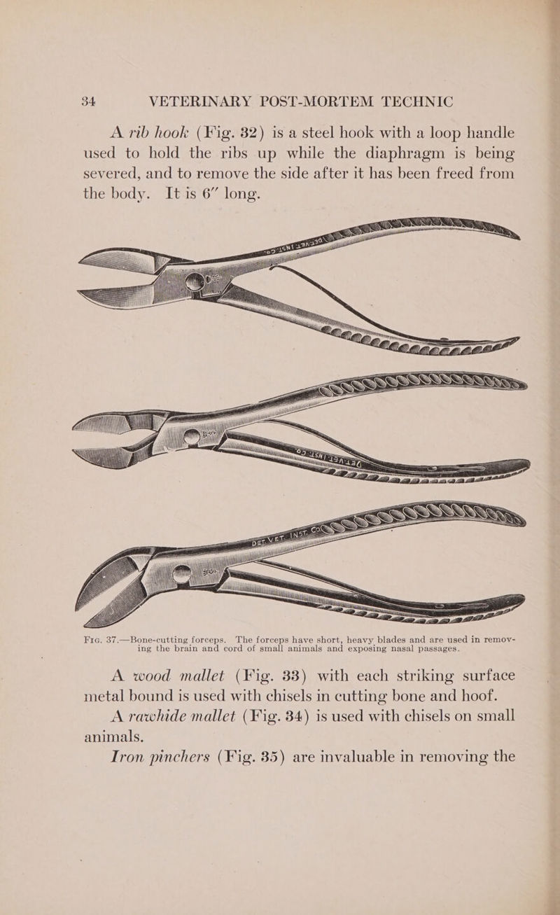 A rib hook (¥ ig. 32) is a steel hook with a loop handle used to hold the ribs up while the diaphragm is being severed, and to remove the side after it has been freed from the body. Itis 6” long. : ) \ Ze \ ZAZA | f, Fie. 37.—Bone-cutting forceps. The forceps have short, heavy blades and are used in remov- ing the brain and cord of small animals and exposing nasal passages A wood mallet (Fig. 33) with each striking surface metal bound is used with chisels in cutting bone and hoof. A rawhide mallet (Fig. 34) is used with chisels on small animals, Tron pinchers (Fig. 35) are invaluable in removing the