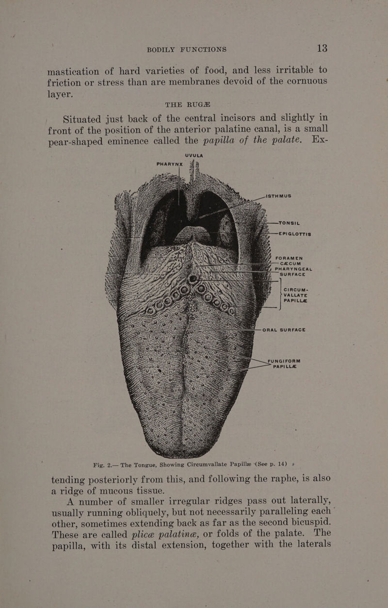 mastication of hard varieties of food, and less irritable to friction or stress than are membranes devoid of the cornuous layer. THE RUGE Situated just back of the central incisors and slightly in | front of the position of the anterior palatine canal, is a small pear-shaped eminence called the papilla of the palate. TWx- UVULA PHARYNX if B os pi2 ISTHMUS TONSIL EPIGLOTTIS FORAMEN CZECUM PHARYNGEAL SURFACE CIRCUM- VALLATE PAPILLZ ORAL SURFACE FUNGIFORM PAPILLZ Fig. 2.— The Tongue, Showing Circumvallate Papille (See p. 14) » tending posteriorly from this, and following the raphe, is also a ridge of mucous tissue. A number of smaller irregular ridges pass out laterally, usually running obliquely, but not necessarily paralleling each’ other, sometimes extending back as far as the second bicuspid. These are called plice palatine, or folds of the palate. The papilla, with its distal extension, together with the laterals