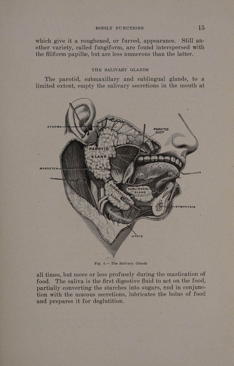 which give it a roughened, or furred, appearance. Still an- other variety, called fungiform, are found interspersed with the filiform papille, but are less numerous than the latter. THE SALIVARY GLANDS The parotid, submaxillary and sublingual glands, to a limited extent, empty the salivary secretions in the mouth at ZYGOMA ) : Uy l} Z | MASSETER SYMPHYSIS all times, but more or less profusely during the mastication of food. The saliva is the first digestive fluid to act on the food, partially converting the starches into sugars, end in conjunc- tion with the mucous secretions, lubricates the bolus of fooa and prepares it for deglutition.