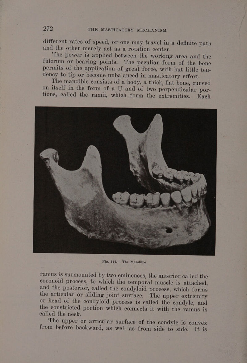 different rates of speed, or one may travel in a definite path and the other merely act as a rotation center. The power is applied between the working area and the fulcrum or bearing points. The peculiar form of the bone permits of the application of great force, with but little ten- dency to tip or become unbalanced in masticatory effort. The mandible consists of a body, a thick, flat bone, curved on itself in the form of a U and of two perpendicular por- tions, called the ramii, which form the extremities. Each ramus 1S surmounted by two eminenceg, the anterior called the coronoid process, to which the temporal muscle is attached, and the posterior, called the condyloid process, which forms the articular or sliding joint surface. The upper extremity or head of the condyloid process is called the condyle, and the constricted portion which connects it with the ramus 18 called the neck. 3 The upper or articular surface of the condyle is convex from before backward, as well as from side to side. Tt 1s