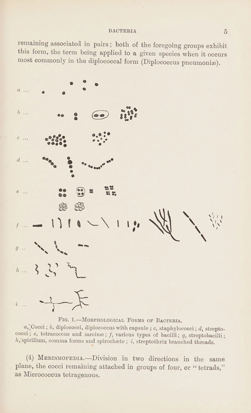 remaining associated in pairs; both of the foregoing groups exhibit this form, the term being applied to a given species when it occurs most commonly in the diplococcal form (Diplococcus pheumoniee). e ° «@ Oe, ry @ = te 9g” te -oae th @,9 5° Cc 0° fee @ 2° ,° gee’ e, 7 a? “e, ~ ®%e ®0 ne’ e ® 22 e os ss ORR CA gS os aan Fic. 1.—MorpxopocicaL Forms oF BACTERIA, a, Cocci ; b, diplococci, diplococcus with capsule ; c, staphylococci; d, strepto- cocci; e, tetracoccus and sarcine; f, various types of bacilli: g, streptobacilli ; h,'spirillum, comma forms and spirochete ; i, streptothrix branched threads, as Micrococcus tetragenous. (4) Mrrismopepia.—Division in two directions in the same plane, the cocci remaining attached in groups of four, or “ tetrads,”