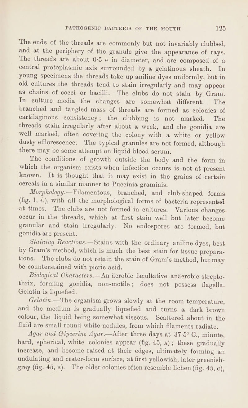 The ends of the threads are commonly but not invariably clubbed, and at the periphery of the granule give the appearance of rays. The threads are about 0-5 « in diameter, and are composed of a central protoplasmic axis surrounded by a gelatinous sheath. In young specimens the threads take up aniline dyes uniformly, but in old cultures the threads tend to stain irregularly and may appear as chains of cocci or bacilli. The clubs do not stain by Gram. In culture media the changes are somewhat different. The branched and tangled mass of threads are formed as colonies of cartilaginous consistency; the clubbing is not marked. The threads stain irregularly after about a week, and the gonidia are well marked, often covering the colony with a white or yellow dusty ettlorescence. The typical granules are not formed, although there may be some attempt on liquid blood serum. The conditions of growth outside the body and the form in which the organism exists when infection occurs is not at present known. It is thought that it may exist in the grains of certain cereals in a similar manner to Puccinia graminis. Morphology.—Filamentous, branched, and club-shaped forms (fig. 1, 2.), with all the morphological forms of bacteria represented at times. The clubs are not formed in cultures. Various changes. occur in the threads, which at first stain well but later become granular and stain irregularly. No endospores are formed, but gonidia are present. Staining Reactions.—Stains with the ordinary aniline dyes, best by Gram’s method, which is much the best stain for tissue prepara- tions. The clubs do not retain the stain of Gram’s method, but may be counterstained with picric acid. Biological Characters.—An aerobic facultative anderobic strepto- thrix, forming gonidia, non-motile; does not possess flagella. Gelatin is liquefied. Gelatin.—The organism grows slowly at the room temperature, and the medium is gradually liquefied and turns a dark brown colour, the liquid being somewhat viscous. Scattered about in the fluid are small round white nodules, from which filaments radiate. Agar and Glycerine Agar.—After three days at 37-5° C., minute, hard, spherical, white colonies appear (fig. 45, a); these gradually increase, and become raised at their edges, ultimately forming an undulating and crater-form surface, at first yellowish, later greenish- grey (fig. 49,8). The older colonies often resemble lichen (fig. 45, c),