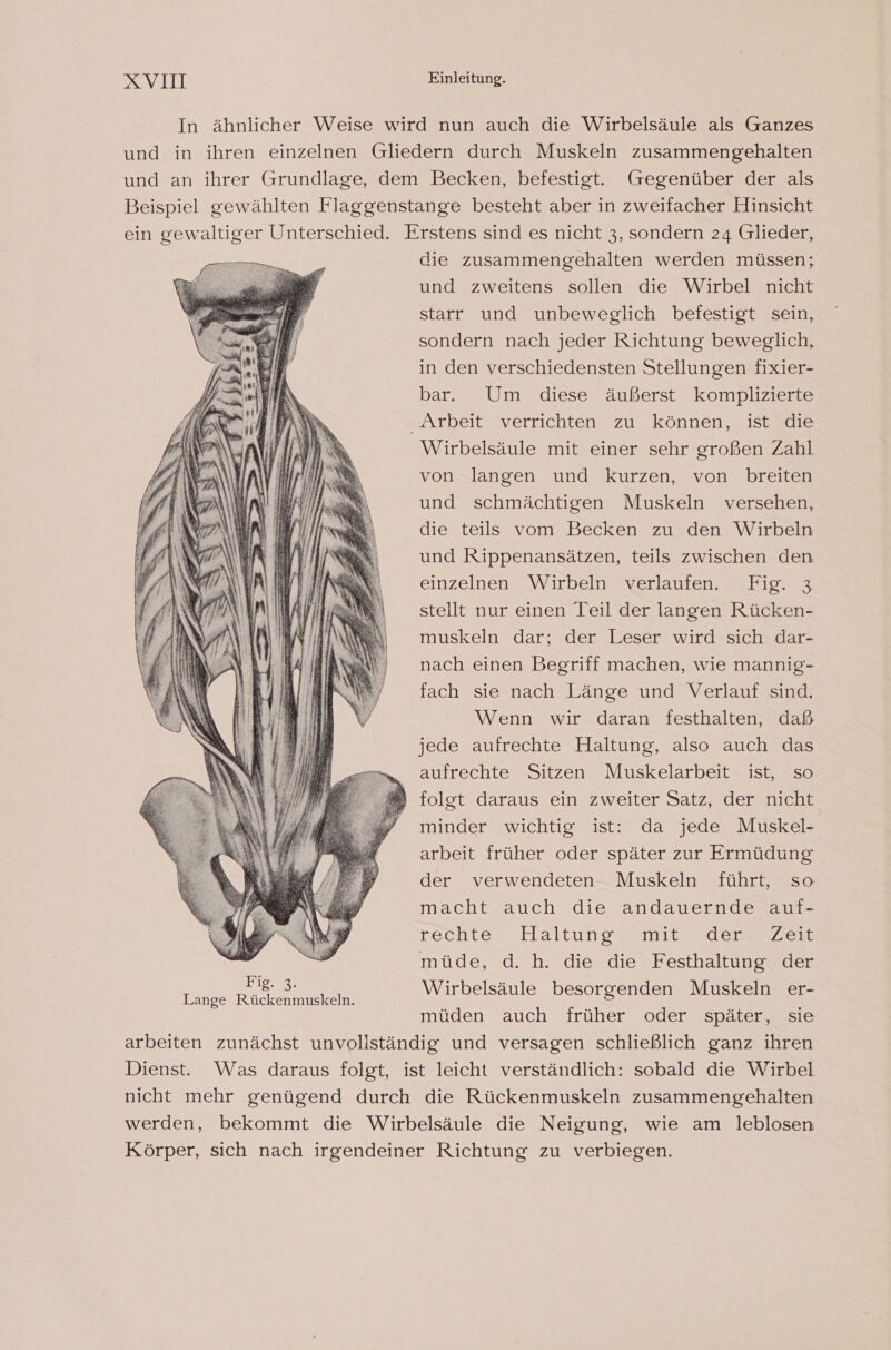 In ähnlicher Weise wird nun auch die Wirbelsäule als Ganzes und in ihren einzelnen Gliedern durch Muskeln zusammengehalten und an ihrer Grundlage, dem Becken, befestigt. (Gregenüber der als Beispiel gewählten Flaggenstange besteht aber in zweifacher Hinsicht ein gewaltiger Unterschied. Erstens sind es nicht 3, sondern 24 Glieder, die zusammengehalten werden müssen; und zweitens sollen die Wirbel nicht starr und unbeweglich befestigt sein, sondern nach jeder Richtung beweglich, in den verschiedensten Stellungen fixier- bar. Um diese äußerst komplizierte - Arbeit verrichten zu können, istzdie Wirbelsäule mit einer sehr großen Zahl von langen und kurzen, von breiten und schmächtigen Muskeln versehen, die teils vom Becken zu den Wirbeln und Rippenansätzen, teils zwischen den einzelnen Wirbeln verlaufen. Fig. 3 stellt nur einen Teil der langen Rücken- muskeln dar; der Leser wird sich dar- nach einen Begriff machen, wie mannig- fach sie nach Länge und Verlauf sind. Wenn wir daran festhalten, daß jede aufrechte Haltung, also auch das aufrechte Sitzen Muskelarbeit ist, so folgt daraus ein zweiter Satz, der nicht minder wichtig ist: da jede Muskel- arbeit früher oder später zur Ermüdung der verwendeten Muskeln führt, so macht auch die andauernde auf- tachter MNaltuneg minsrderanreit müde, d. h. die die Festhaltung der 3 Wirbelsäule besorgenden Muskeln er- Lange Rückenmuskeln. müden auch früher oder später, sie arbeiten zunächst unvoliständig und versagen schließlich ganz ihren Dienst. Was daraus folgt, ist leicht verständlich: sobald die Wirbel nicht mehr genügend durch die Rückenmuskeln zusammengehalten werden, bekommt die Wirbelsäule die Neigung, wie am leblosen Körper, sich nach irgendeiner Richtung zu verbiegen.