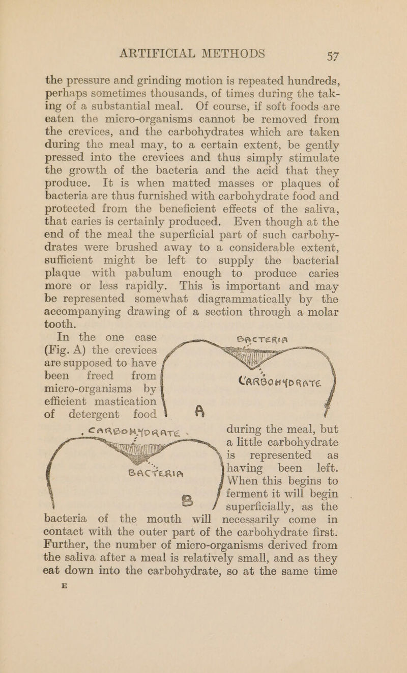 the pressure and grinding motion is repeated hundreds, perhaps sometimes thousands, of times during the tak- ing of a substantial meal. Of course, if soft foods are eaten the micro-organisms cannot be removed from the crevices, and the carbohydrates which are taken during the meal may, to a certain extent, be gently pressed into the crevices and thus simply stimulate the growth of the bacteria and the acid that they produce. It is when matted masses or plaques of bacteria are thus furnished with carbohydrate food and protected from the beneficient effects of the saliva, that caries is certainly produced. Even though at the end of the meal the superficial part of such carbohy- drates were brushed away to a considerable extent, sufficient might be left to supply the bacterial plaque with pabulum enough to produce caries more or less rapidly. This is important and may be represented somewhat diagrammatically by the accompanying drawing of a section through a molar tooth. In the one case (Fig. A) the crevices , are supposed to have f been freed from | micro-organisms by ft efficient mastication of detergent food A, ord nYogare : during the meal, but | ==, a little carbohydrate \,is represented as having been left. When this begins to j ferment it will begin superficially, as the bacteria of the mouth will necessarily come in contact with the outer part of the carbohydrate first. Further, the number of micro-organisms derived from the saliva after a meal is relatively small, and as they eat down into the carbohydrate, so at the same time E ~ nadia Cat aieee