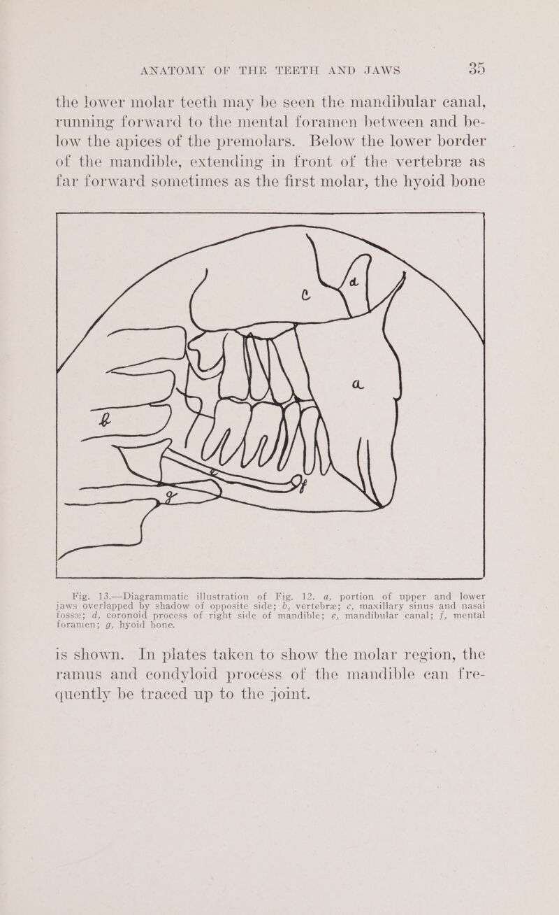 the lower molar teeth may be seen the mandibular canal, running forward to the mental foramen between and be- low the apices of the premolars. Below the lower border of the mandible, extending in front of the vertebre as far forward sometimes as the first molar, the hyoid bone is shown. In plates taken to show the molar region, the ramus and condyloid process of the mandible can fre- quently be traced up to the joint.