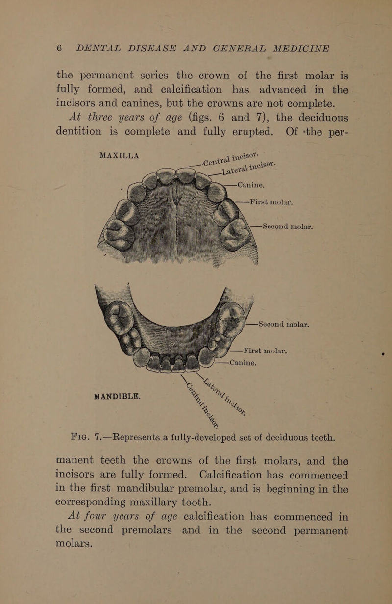 the permanent series the crown of the first molar is fully formed, and calcification has advanced in the incisors and canines, but the crowns are not complete. At three years of age (figs. 6 and 7), the deciduous dentition is complete and fully erupted. Of the per- ysor- GC entral yne Bee gor is ateral me —_—_ Fic. 7.—Represents a fully-developed set of deciduous teeth. manent teeth the crowns of the first molars, and the incisors are fully formed. Calcification has commenced in the first mandibular premolar, and is beginning in the corresponding maxillary tooth. At four years of age calcification has commenced in the second premolars and in the second permanent molars.