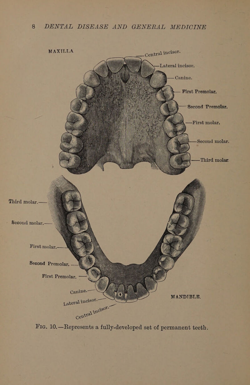 MAXILLA osu ntral jncisor. Lateral incisor. First Premolar. ‘Second Premolar. —-First molar. Second molar. 4—Third molar. Third molar.— - Second molar.— MANDIBLE. Fic. 10.—Represents a fully-developed set of permanent teeth.