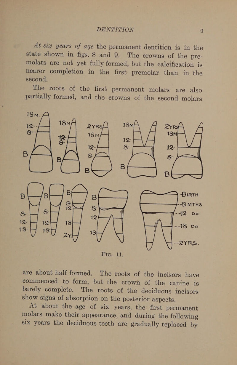 At siz years of age the permanent dentition is in the state shown in figs. 8 and 9. The crowns of the pre- molars are not yet fully formed, but the calcification is nearer completion in the first premolar than in the second. The roots of the first permanent molars are also partially formed, and the crowns of the second molars 18 m. 12-- 18M RYRS 18m RY ze 18M ; te lees 12 i 12 S- 12 B # B &gt; : &amp; B pL—/s— B ie 8: &amp; = 12 12. 12 18 18- 1S a 18 ste Saw a are about half formed. The roots of the incisors have commenced to form, but the crown of the canine is barely complete. The roots of the deciduous incisors show signs of absorption on the posterior aspects. At about the age of six years, the first permanent molars make their appearance, and during the following six years the deciduous teeth are gradually replaced by