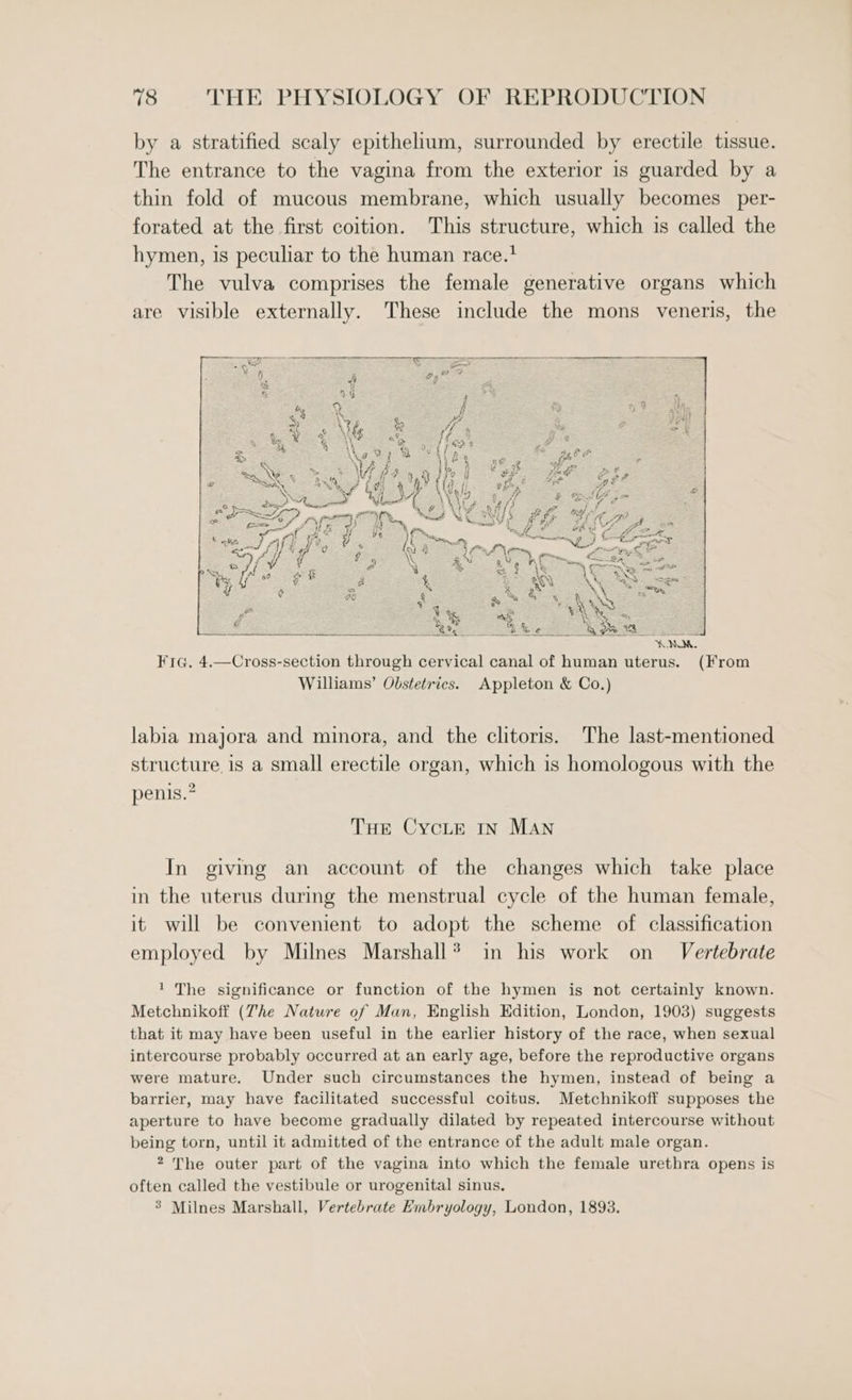 by a stratified scaly epithelium, surrounded by erectile tissue. The entrance to the vagina from the exterior is guarded by a thin fold of mucous membrane, which usually becomes _per- forated at the first coition. This structure, which is called the hymen, is peculiar to the human race.* The vulva comprises the female generative organs which are visible externally. These include the mons veneris, the Fira. 4.—Cross-section through cervical canal of human uterus. (From Williams’ Obstetrics. Appleton &amp; Co.) labia majora and minora, and the clitoris. The last-mentioned structure is a small erectile organ, which is homologous with the penis.” THE Cycle IN Man In giving an account of the changes which take place in the uterus during the menstrual cycle of the human female, it will be convenient to adopt the scheme of classification employed by Milnes Marshall® in his work on _ Vertebrate 1 The significance or function of the hymen is not certainly known. Metchnikoff (Zhe Nature of Man, English Edition, London, 1903) suggests that it may have been useful in the earlier history of the race, when sexual intercourse probably occurred at an early age, before the reproductive organs were mature. Under such circumstances the hymen, instead of being a barrier, may have facilitated successful coitus. Metchnikoff supposes the aperture to have become gradually dilated by repeated intercourse without being torn, until it admitted of the entrance of the adult male organ. * The outer part of the vagina into which the female urethra opens is often called the vestibule or urogenital sinus. 3 Milnes Marshall, Vertebrate Embryology, London, 1893.