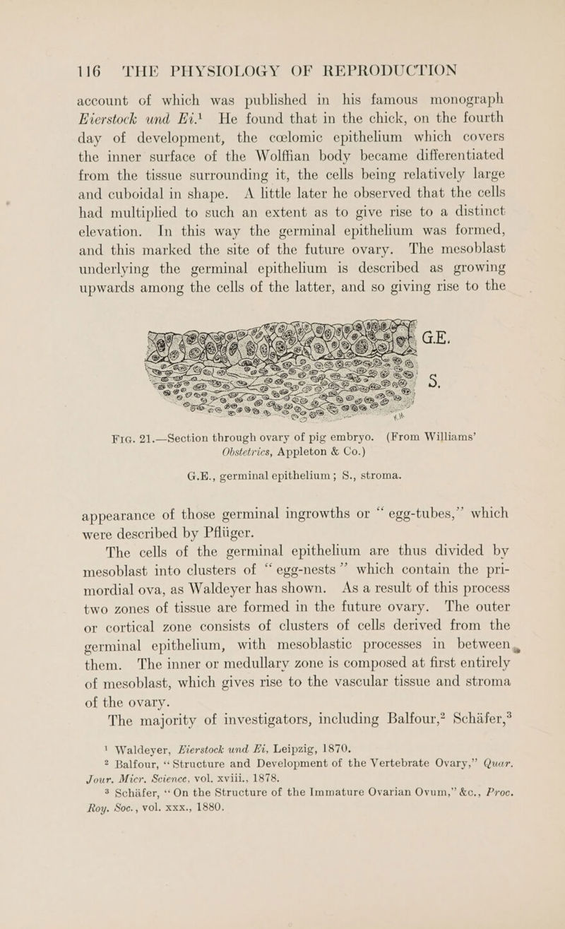 account of which was published in his famous monograph Eierstock und Ei He found that in the chick, on the fourth day of development, the coelomic epithelium which covers the inner surface of the Wolffian body became differentiated from the tissue surrounding it, the cells being relatively large and cuboidal in shape. A little later he observed that the cells had multiplied to such an extent as to give rise to a distinct elevation. In this way the germinal epithelium was formed, and this marked the site of the future ovary. The mesoblast underlying the germinal epithelium is described as growing upwards among the cells of the latter, and so giving rise to the Fic. 21.—Section through ovary of pig embryo. (From Williams’ Obstetrics, Appleton &amp; Co.) G.E., germinal epithelium; 8., stroma. appearance of those germinal ingrowths or “ egg-tubes,” which were described by Pfliiger. The cells of the germinal epithelium are thus divided by mesoblast into clusters of “ egg-nests *’ which contain the pri- mordial ova, as Waldeyer has shown. As a result of this process two zones of tissue are formed in the future ovary. The outer or cortical zone consists of clusters of cells derived from the germinal epithelium, with mesoblastic processes in between, them. The inner or medullary zone is composed at first entirely of mesoblast, which gives rise to the vascular tissue and stroma of the ovary. The majority of investigators, including Balfour,? Schafer,* 1 Waldeyer, Hierstock und Ei, Leipzig, 1870. 2 Balfour, ‘Structure and Development of the Vertebrate Ovary,” Quar. Jour. Micr. Science, vol. xviii., 1878. 3 Schafer, ‘‘On the Structure of the Immature Ovarian Ovum,” &amp;c., Proc. Roy. Soc., vol. xxx., 1880.