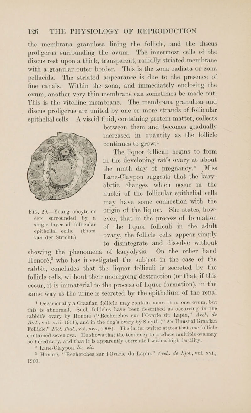 the membrana granulosa lining the follicle, and the discus proligerus surrounding the ovum. The innermost cells of the discus rest upon a thick, transparent, radially striated membrane with a granular outer border. This is the zona radiata or zona pellucida. The striated appearance is due to the presence of fine canals. Within the zona, and immediately enclosing the ovum, another very thin membrane can sometimes be made out. This is the vitelline membrane. The membrana granulosa and discus proligerus are united by one or more strands of follicular epithelial cells. A viscid fluid, containing protein matter, collects between them and becomes gradually increased in quantity as the follicle continues to grow. The liquor folliculi begins to form in the developing rat’s ovary at about the ninth day of pregnancy.? | Miss Lane-Claypon suggests that the kary- olytic changes which occur in the nuclei of the follicular epithelial cells may have some connection with the Fig. 29.—Young odcyte or origin of the liquor. She states, how- egg surrounded by a ever, that in the process of formation single layer of follicular of the liquor folliculi in the adult epithelial cells. (From : : van der. Stricht,) ovary, the follicle cells appear simply to disintegrate and dissolve without showing the phenomena of karyolysis. On the other hand Honoré,® who has investigated the subject in the case of the rabbit, concludes that the liquor folliculi is secreted by the follicle cells, without their undergoing destruction (or that, if this occur, it is immaterial to the process of liquor formation), in the same way as the urine is secreted by the epithelium of the renal 1 Occasionally a Graafian follicle may contain more than one ovum, but this is abnormal. Such follicles have been described as occurring in the rabbit’s ovary by Honoré (‘Recherches sur ’Ovarie du Lapin,” Arch. de Biol., vol. xvii. 1901), and in the dog’s ovary by Smyth (‘‘ An Unusual Graafian Follicle,” Biol. Bull., vol. xiv., 1908). The latter writer states that one follicle contained seven ova. He shows that the tendency to produce multiple ova may be hereditary, and that it is apparently correlated with a high fertility. 2 Lane-Claypon, loc. cit. 3 Honoré, ‘‘ Recherches sur l’Ovarie du Lapin,” Arch. de Biol., vol. Xvi., 1900.