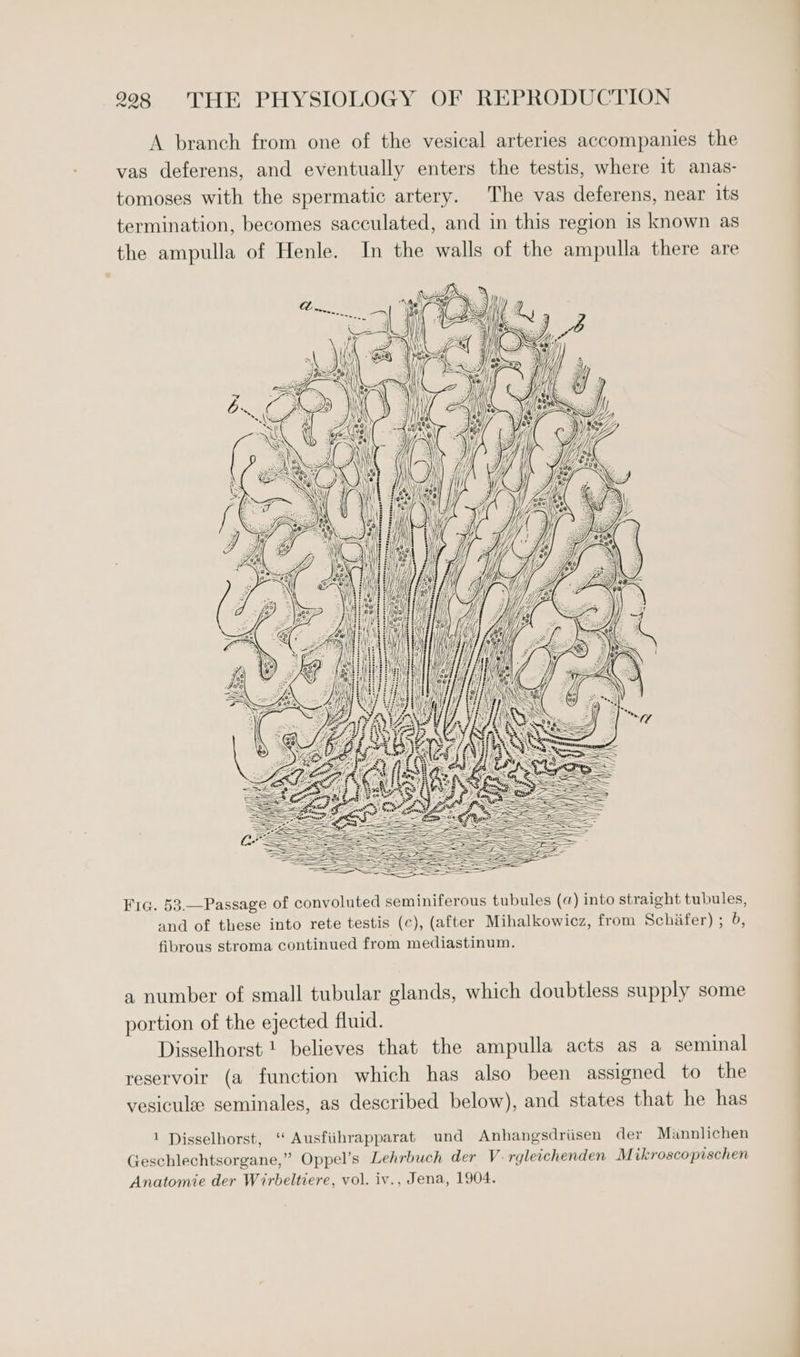 A branch from one of the vesical arteries accompanies the vas deferens, and eventually enters the testis, where it anas- tomoses with the spermatic artery. The vas deferens, near its termination, becomes sacculated, and in this region is known as the ampulla of Henle. In the walls of the ampulla there are — “ ae = eamnene bat - eeanmeseoreee Ns oo § emt r See ie o pa §\. SSS Fic. 53.—Passage of convoluted seminiferous tubules (@) into straight tubules, and of these into rete testis (c), (after Mihalkowicz, from Schiifer) ; 6, fibrous stroma continued from mediastinum. a number of small tubular glands, which doubtless supply some portion of the ejected fluid. Disselhorst ! believes that the ampulla acts as a seminal reservoir (a function which has also been assigned to the vesiculee seminales, as described below), and states that he has 1 Disselhorst, “ Ausfiihrapparat und Anhangsdriisen der Mannlichen Geschlechtsorgane,” Oppel’s Lehrbuch der V-rgleichenden M ikroscopischen Anatomie der Wirbeltiere, vol. iv., Jena, 1904. —— ——E — —— — ee