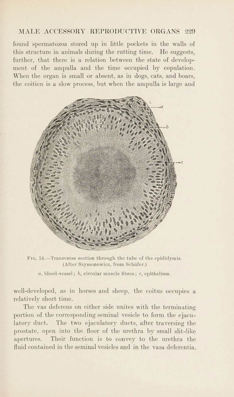 found spermatozoa stored up in little pockets in the walls of this structure in animals during the rutting time. He suggests, further, that there is a relation between the state of develop- ment of the ampulla and the time occupied by copulation. When the organ is small or absent, as in dogs, cats, and boars, the coition is a slow process, but when the ampulla is large and Fig, 54.—Transverse section through the tube of the epididymis. (After Szymonowicz, from Schafer.) a, blood-vessel; b, circular muscle fibres; c, epithelium. well-developed, as in horses and sheep, the coitus occupies a relatively short time. The vas deferens on either side unites with the terminating portion of the corresponding seminal vesicle to form the ejacu- latory duct. ‘The two ejaculatory ducts, after traversing the prostate, open into the floor of the urethra by small slit-like apertures. Their function is to convey to the urethra the fluid contained in the seminal vesicles and in the vasa deferentia,