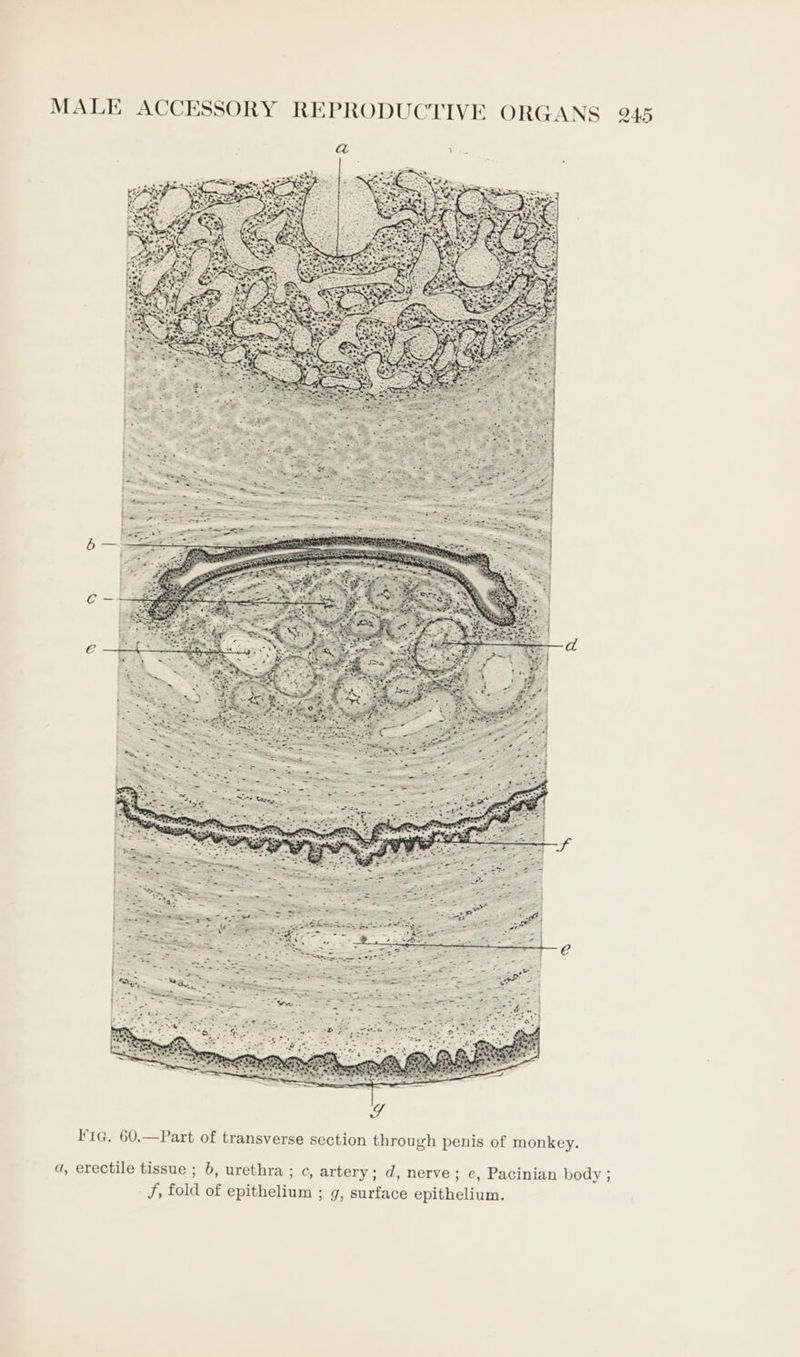 F1@. 60.—Part of transverse section through penis of monkey. da, erectile tissue ; b, urethra ; c, artery; d, nerve; e, Pacinian body ; J, fold of epithelium ; g, surface epithelium.