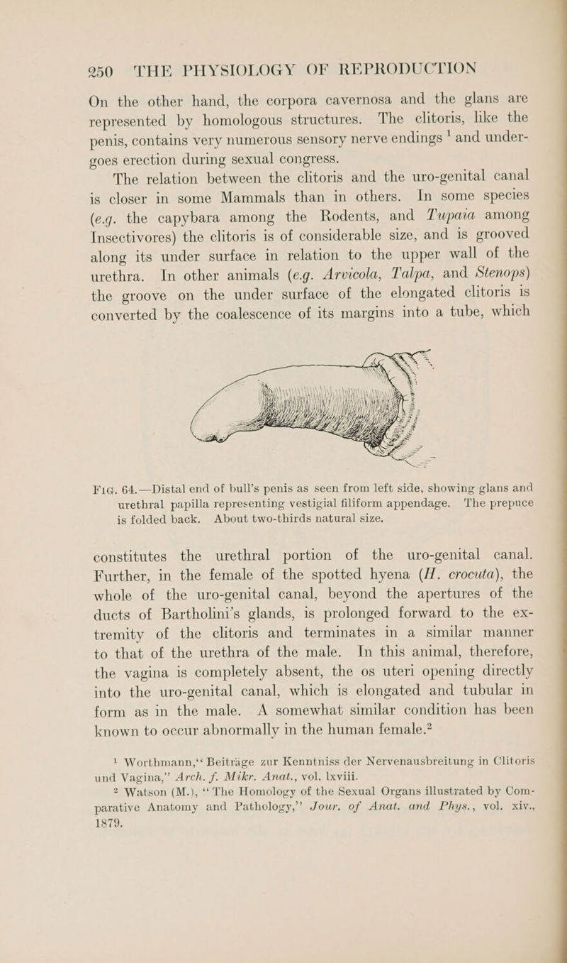 On the other hand, the corpora cavernosa and the glans are represented by homologous structures. The clitoris, like the penis, contains very numerous sensory nerve endings ‘and under- goes erection during sexual congress. The relation between the clitoris and the uro-genital canal is closer in some Mammals than in others. In some species (e.g. the capybara among the Rodents, and Tupaa among Insectivores) the clitoris is of considerable size, and is grooved along its under surface in relation to the upper wall of the urethra. In other animals (e.g. Arvicola, Talpa, and Stenops) the groove on the under surface of the elongated clitoris 1s converted by the coalescence of its margins into a tube, which Fiq. 64.—Distal end of bull’s penis as seen from left side, showing glans and urethral papilla representing vestigial filiform appendage. ‘The prepuce is folded back. About two-thirds natural size. constitutes the urethral portion of the uro-genital canal. Further, in the female of the spotted hyena (H. crocuta), the whole of the uro-genital canal, beyond the apertures of the ducts of Bartholini’s glands, is prolonged forward to the ex- tremity of the clitoris and terminates in a similar manner to that of the urethra of the male. In this animal, therefore, the vagina is completely absent, the os uteri opening directly into the uro-genital canal, which is elongated and tubular in form as in the male. A somewhat similar condition has been known to occur abnormally in the human female.” 1 Worthmann,‘‘ Beitrage zur Kenntniss der Nervenausbreitung in Clitoris und Vagina,’ Arch. f. Mikr. Anat., vol. Ixviil. 2 Watson (M.), ‘‘ The Homology of the Sexual Organs illustrated by Com- parative Anatomy and Pathology,’ Jour. of Anat. and Phys., vol. xiv., 1879.