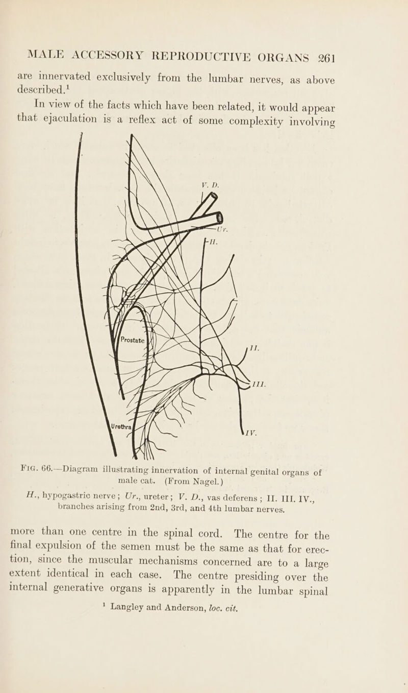 are innervated exclusively from the lumbar nerves, as above described.! In view of the facts which have been related, it would appear that ejaculation is a reflex act of some complexity involving (Cy, LET laa. ate Ve es i. eho a SN) AE ot aide wiowa fi IV. Fig. 66.—Diagram illustrating innervation of internal genital organs of male cat. (From Nagel.) H., hypogastric nerve; Ur., ureter; V. D., vas deferens ; II. III. IV., branches arising from 2nd, 3rd, and 4th lumbar nerves, more than one centre in the spinal cord. The centre for the final expulsion of the semen must be the same as that for erec- tion, since the muscular mechanisms concerned are to a large extent identical in each case. The centre presiding over the internal generative organs is apparently in the lumbar spinal * Langley and Anderson, loc. cit,