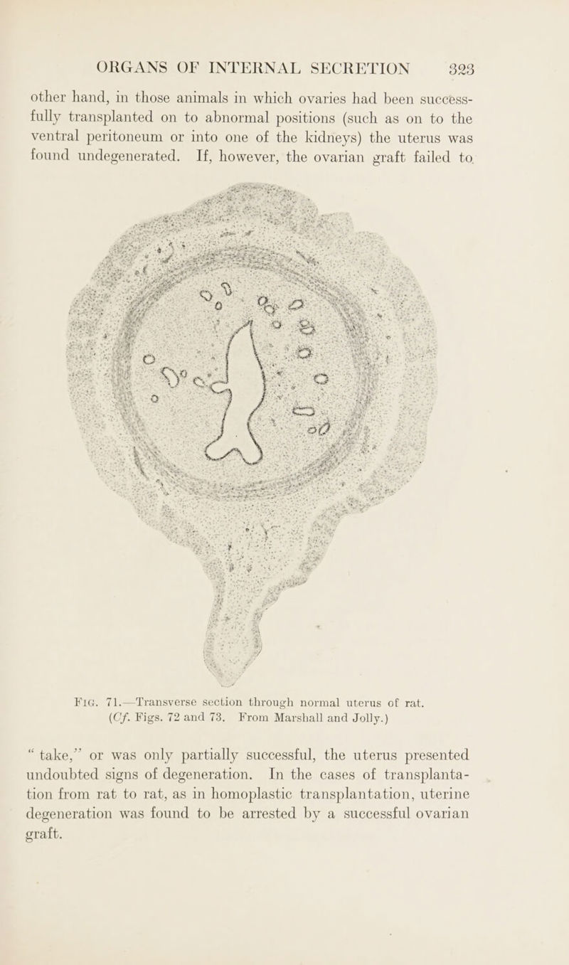 other hand, in those animals in which ovaries had been success- fully transplanted on to abnormal positions (such as on to the ventral peritoneum or into one of the kidneys) the uterus was found undegenerated. If, however, the ovarian graft failed to Fic. 71.—Transverse section through normal uterus of rat. (Cf. Figs. 72 and 73. From Marshall and Jolly.) “take,” or was only partially successful, the uterus presented undoubted signs of degeneration. In the cases of transplanta- tion from rat to rat, as in homoplastic transplantation, uterine degeneration was found to be arrested by a successful ovarian oraft.