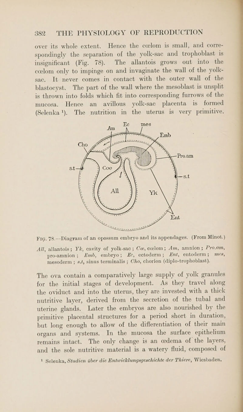 over its whole extent. Hence the ccelom is small, and corre- spondingly the separation of the yolk-sac and trophoblast 1s insignificant (Fig. 78). The allantois grows out into the coelom only to impinge on and invaginate the wall of the yolk- sac. It never comes in contact with the outer wall of the blastocyst. The part of the wall where the mesoblast is unsplit is thrown into folds which fit into corresponding furrows of the mucosa. Hence an avillous yolk-sac placenta is formed (Selenka!). The nutrition in the uterus is very primitive. Fiq. 78.--Diagram of an opossum embryo and its appendages. (From Minot.) All, allantois; Yk, cavity of yolk-sac ; Ce, ccelom ; Am, amnion; Pro.am, pro-amnion; mb, embryo; E£c, ectoderm; Hnt, entoderm; mes, mesoderm ; s.¢, sinus terminalis ; Cho, chorion (diplo-trophoblast). The ova contain a comparatively large supply of yolk granules for the initial stages of development. As they travel along the oviduct and into the uterus, they are invested with a thick nutritive layer, derived from the secretion of the tubal and uterine glands. Later the embryos are also nourished by the primitive placental structures for a period short in duration, but long enough to allow of the differentiation of their main organs and systems. In the mucosa the surface epithelium remains intact. The only change is an cedema of the layers, and the sole nutritive material is a watery fluid, composed of 1 Selenka, Studien iiber die Entwicklungsgeschichte der Thiere, Wiesbaden.