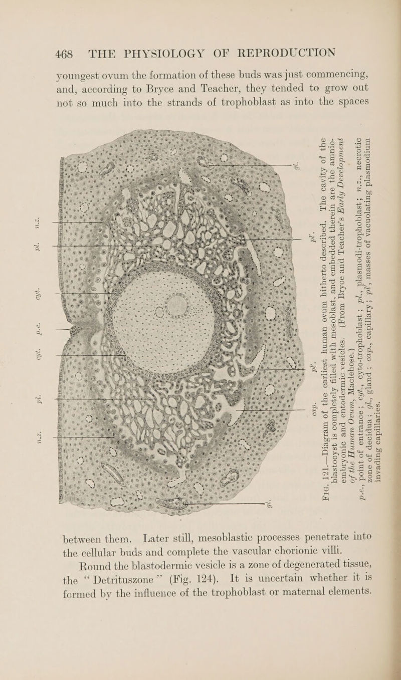 cyt. p.e. cyt. pl. Ned, 468 THE PHYSIOLOGY OF REPRODUCTION youngest ovum the formation of these buds was just commencing, and, according to Bryce and Teacher, they tended to grow out not so much into the strands of trophoblast as into the spaces nN.z., necrotic . ? The cavity of the pl. d with mesoblast, and embedded therein are the amnio- °2]1.—Diacram of the earliest human ovum hitherto described. , plasmodi-trophoblast pl’, masses of vacuolating plasmodium (From Bryce and Teacher’s Early Development OU. Maclehose. ) , cyto-trophoblast ; pl. tely fille dermic vesicles. cyt. lL, gland ; cap., capillary ; cap. fo] blastocyst is comple embryonic and ento of the Human Ovum, p.e., point of entrance ; zone of decidua; g invading capillaries. Hig, 1 between them. Later still, mesoblastic processes penetrate into the cellular buds and complete the vascular chorionic villi. Round the blastodermic vesicle is a zone of degenerated tissue, the “ Detrituszone”’ (Fig. 124). It is uncertain whether it 1s formed by the influence of the trophoblast or maternal elements.